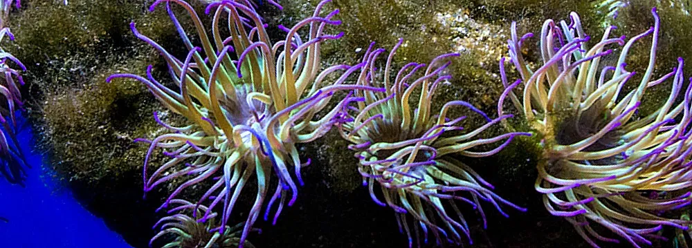 Ocean Life