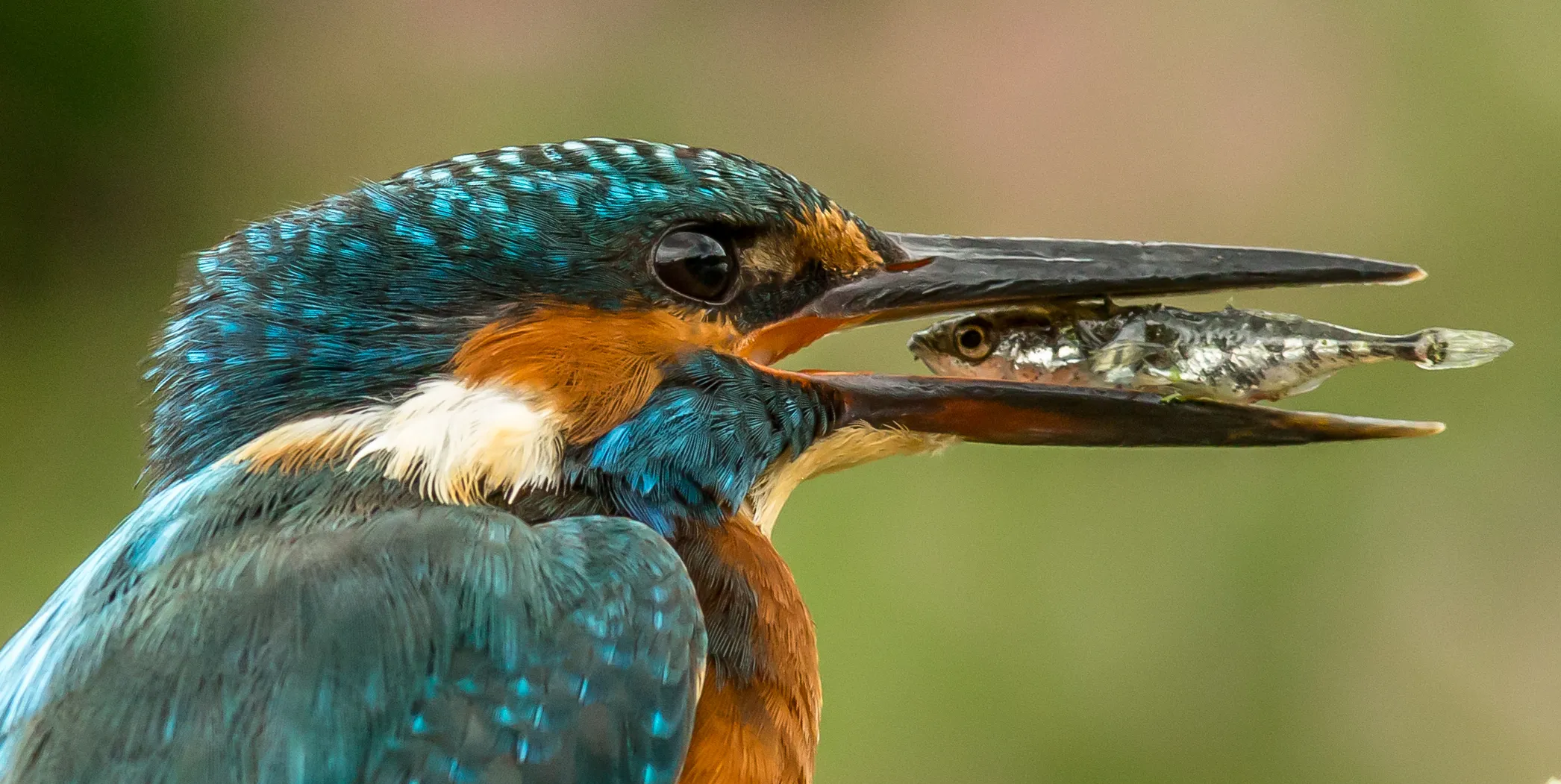 Birds with Fish
