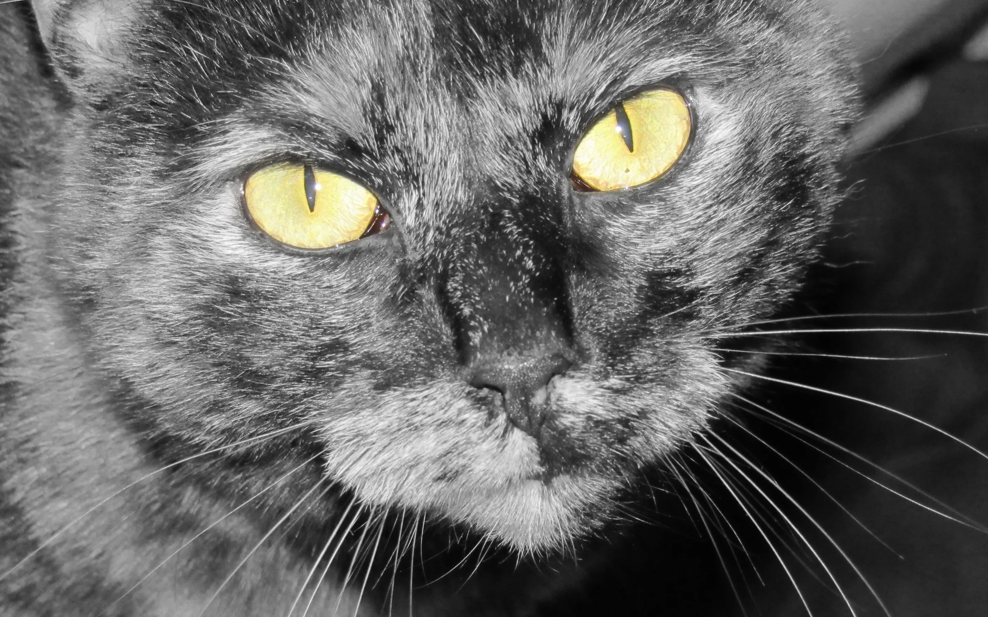 Pet Cats