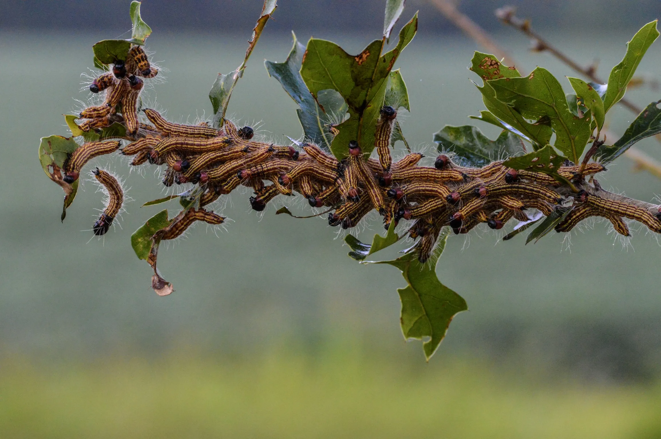 Caterpillars