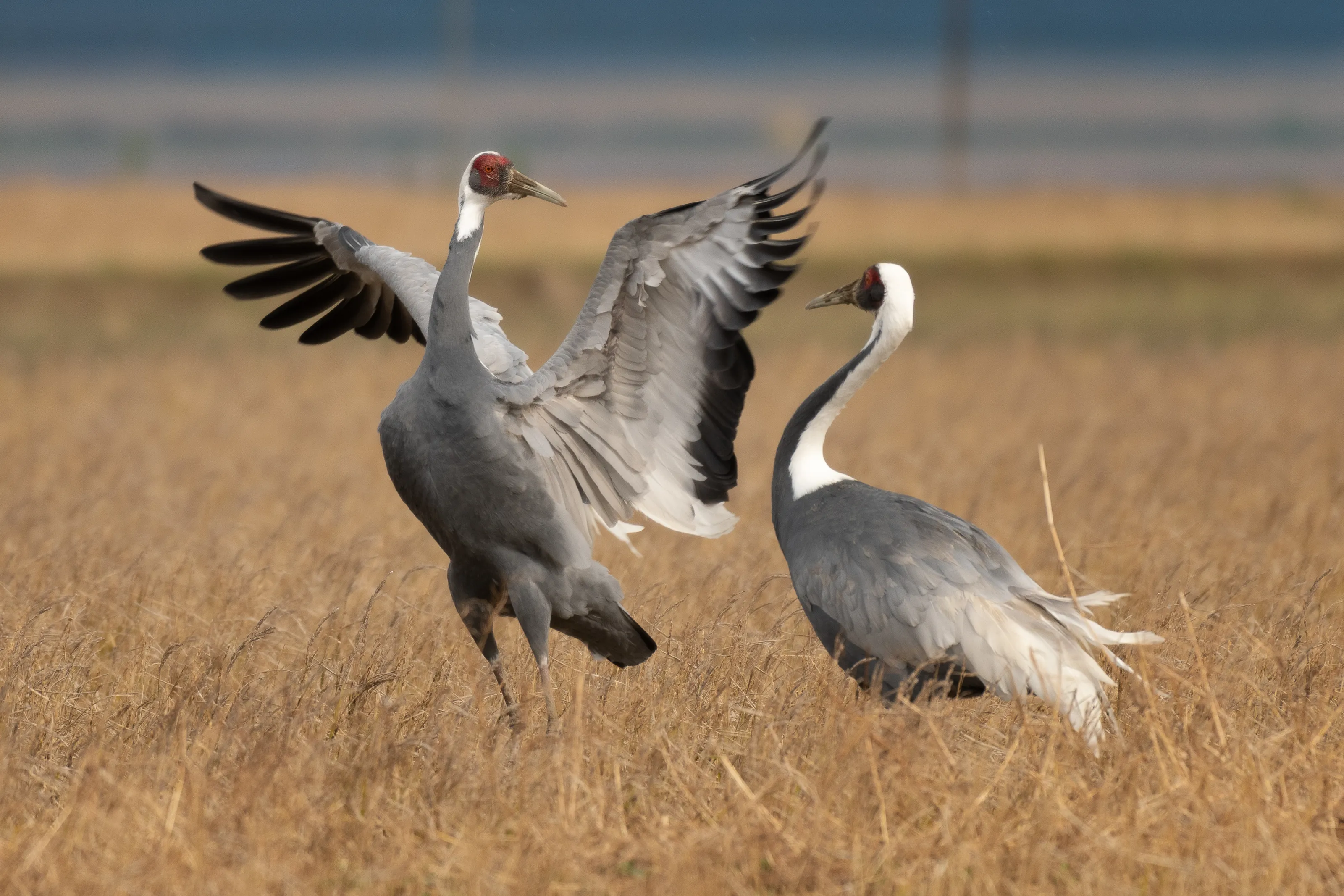 Birds Putting on a Show (Mating Dance)