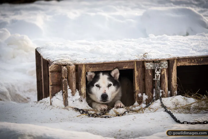 Dogs (Inside Something)