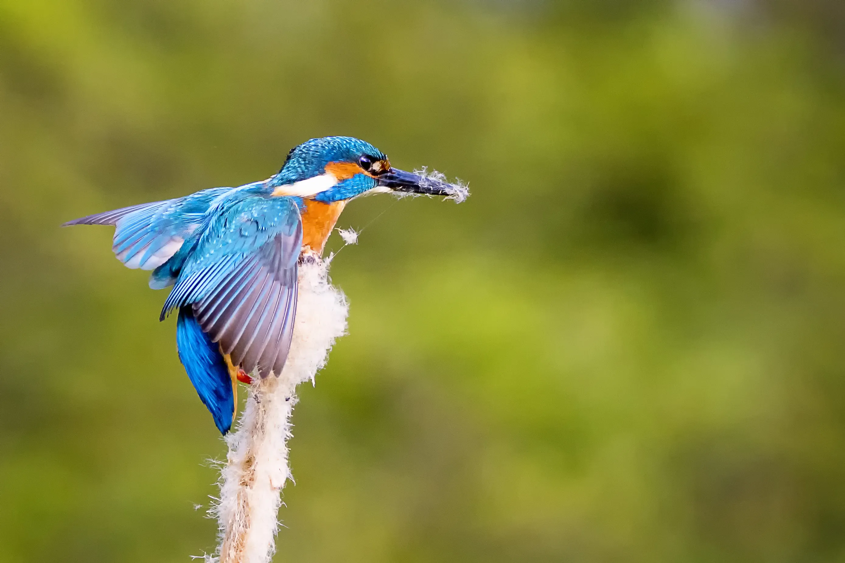 Wild Birds