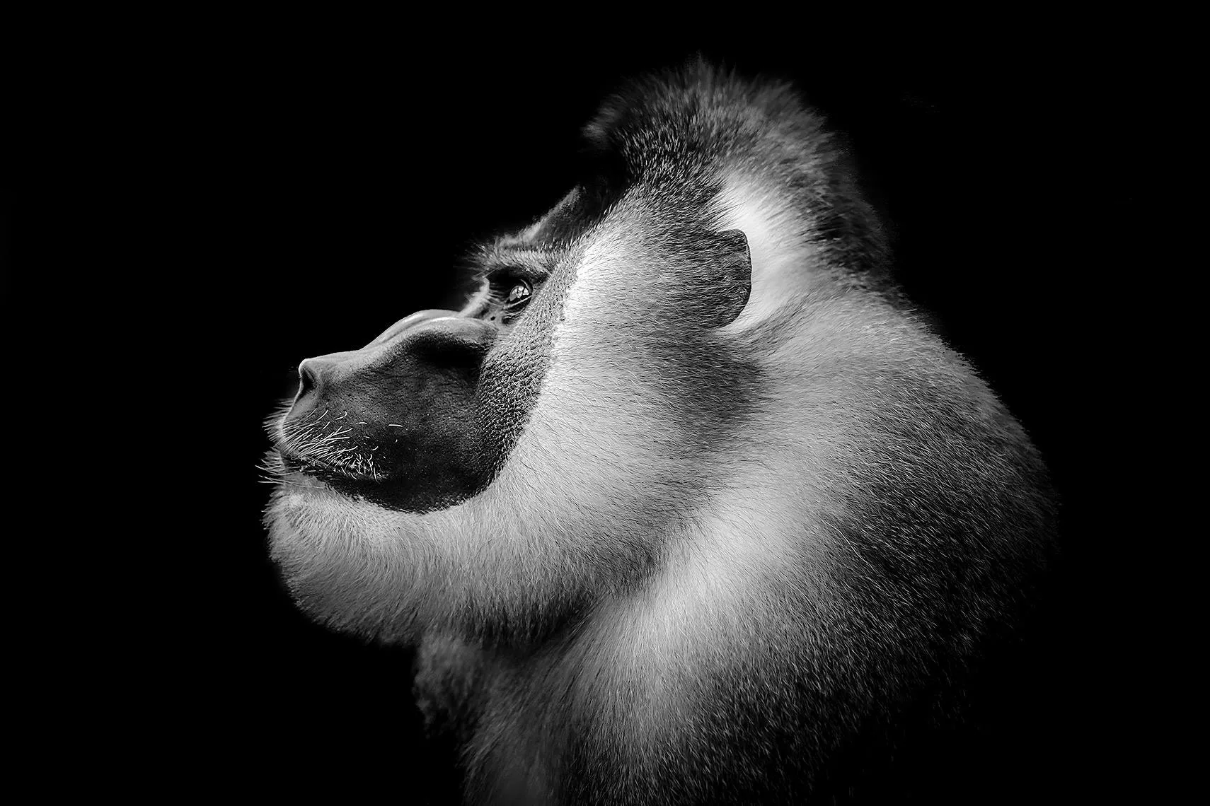Primates