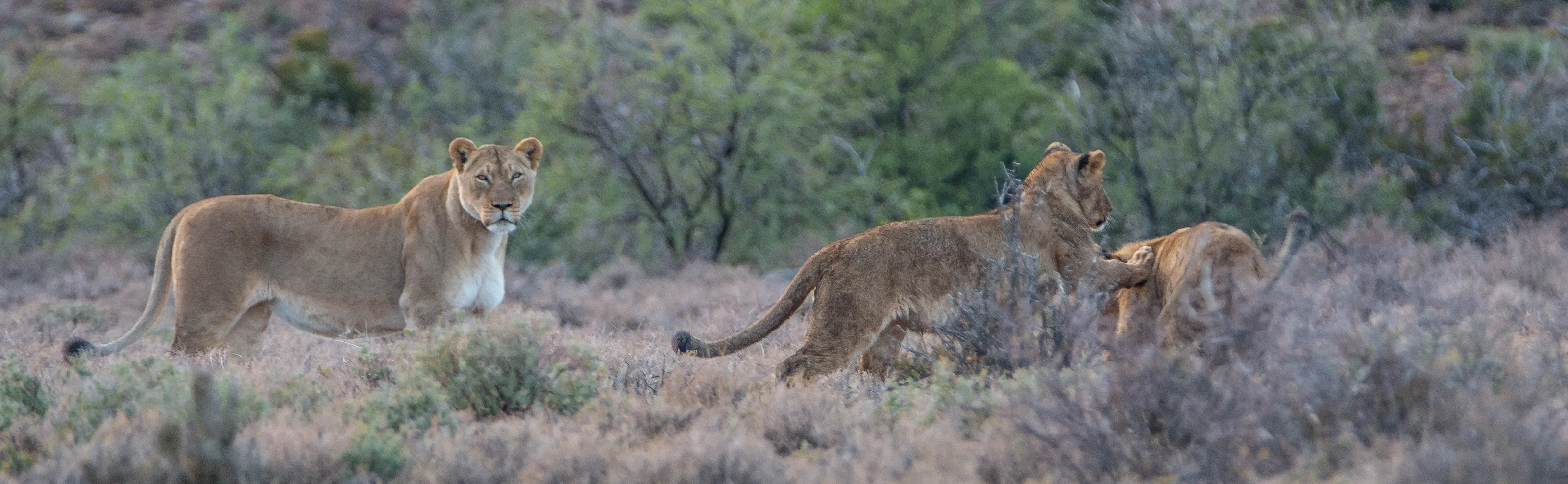 Wildlife