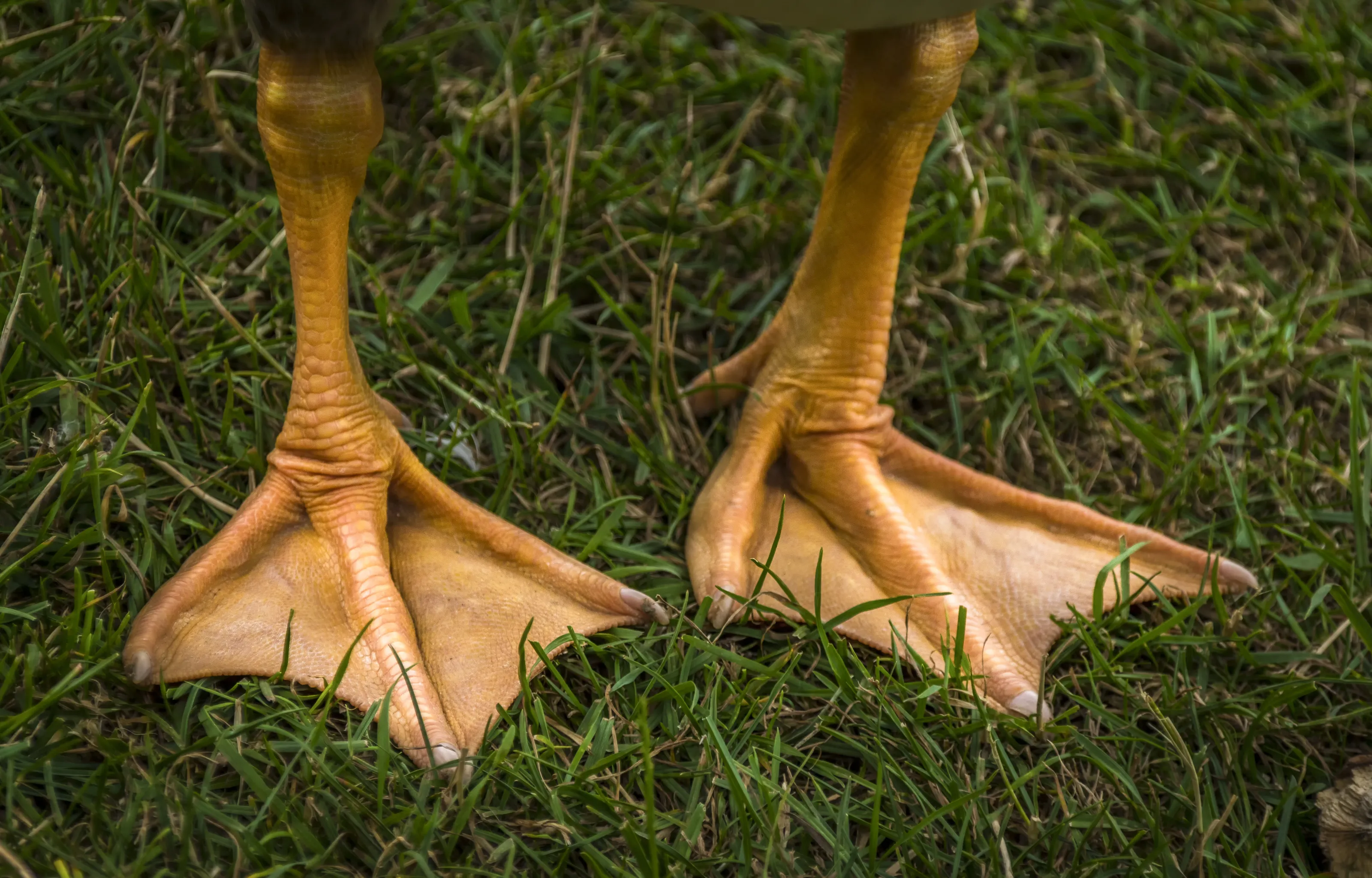 Bird's Feet