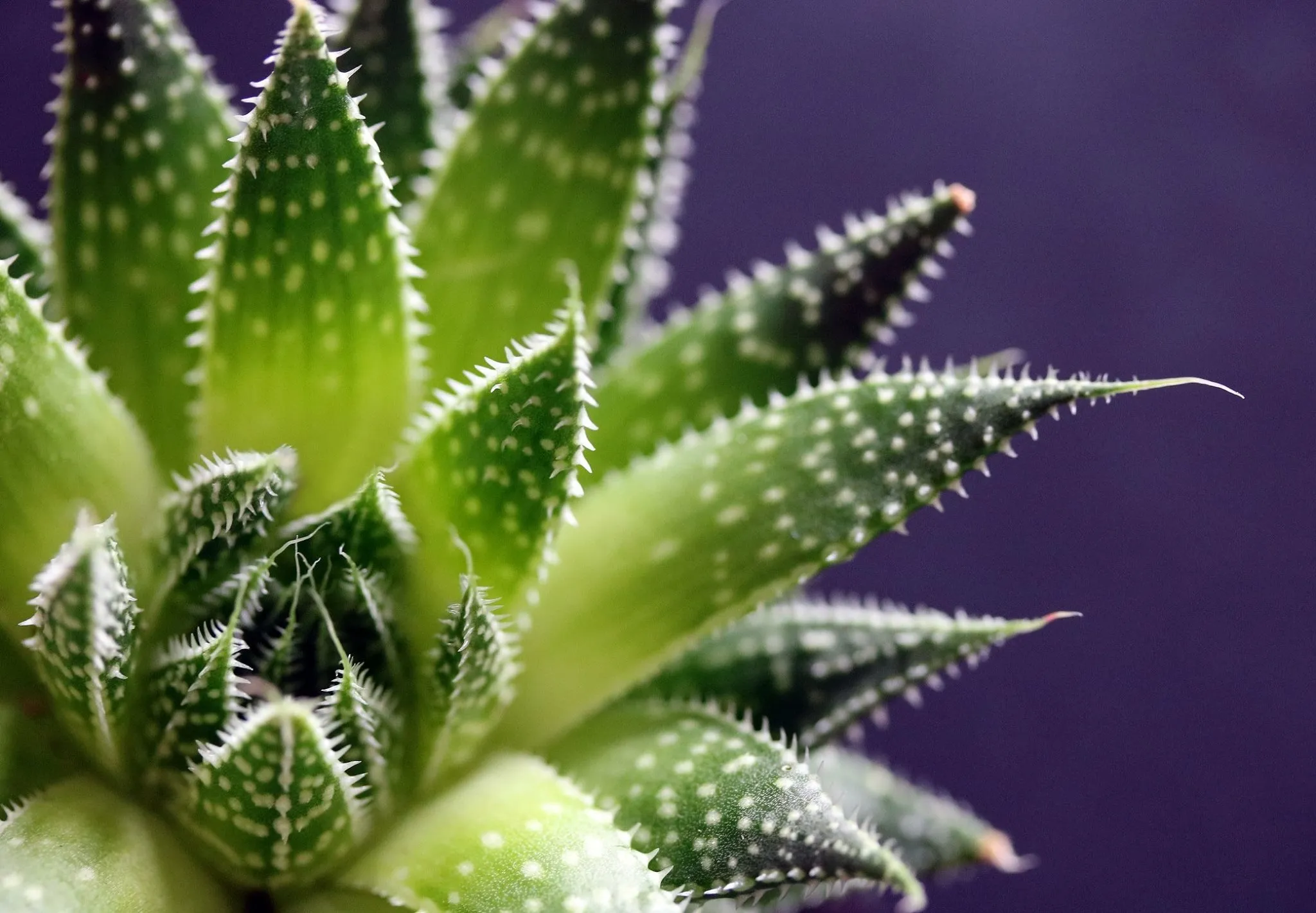 Cacti