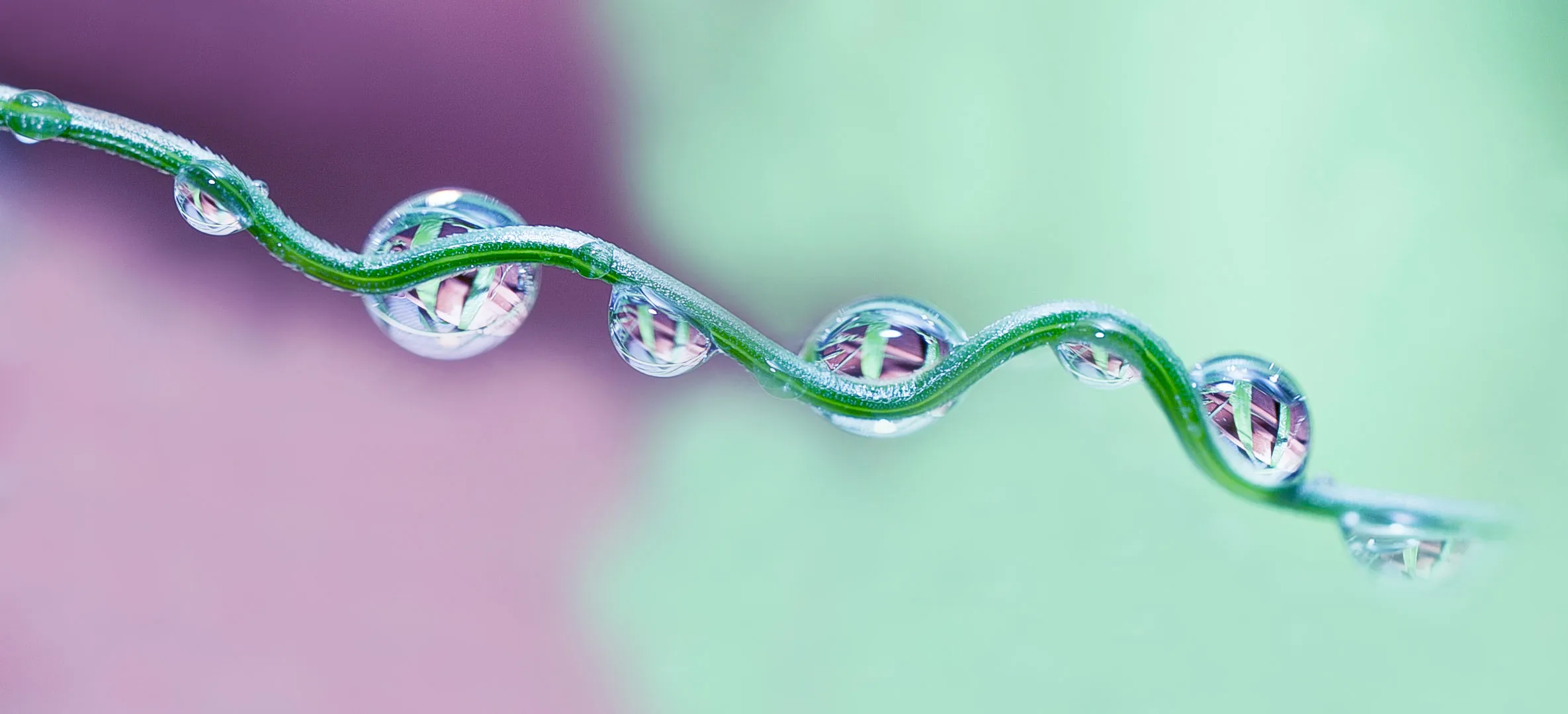 Macro photography