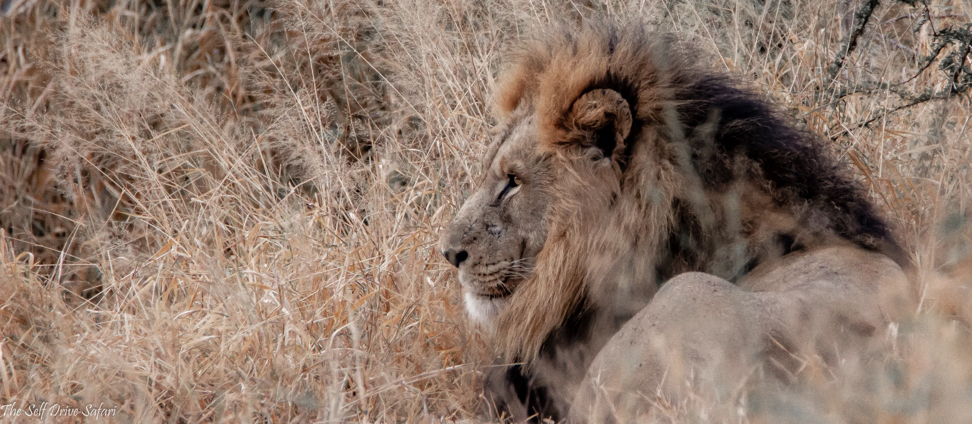 Africa's Big Five Wild Animals
