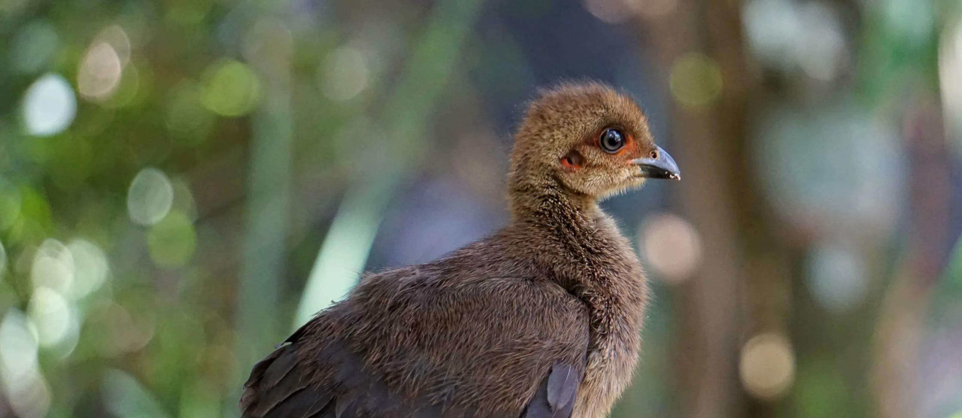 Young Birds