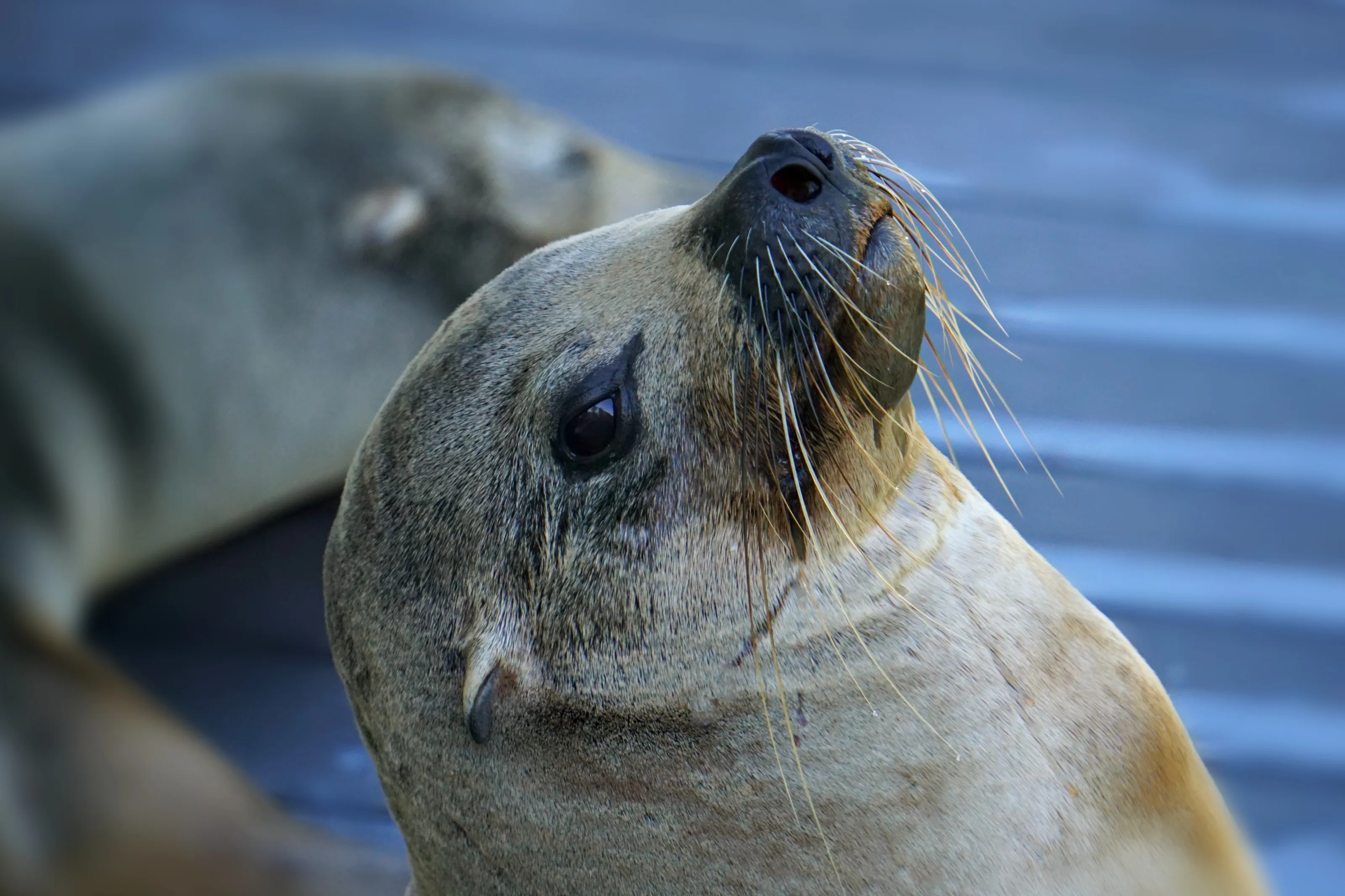 Marine Life