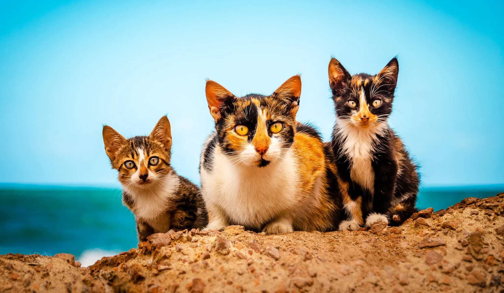 Pets