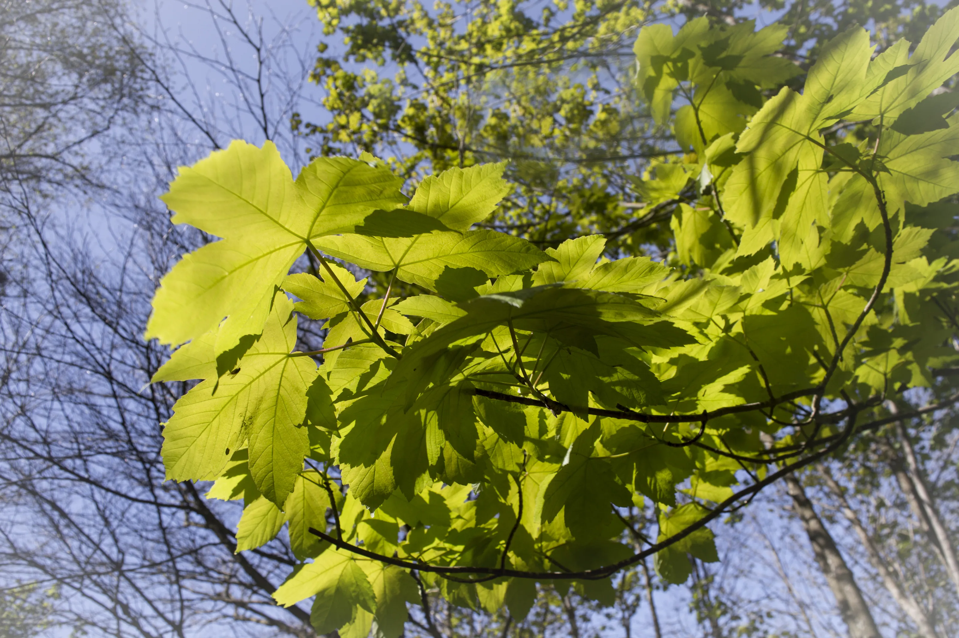 Trees in Spring