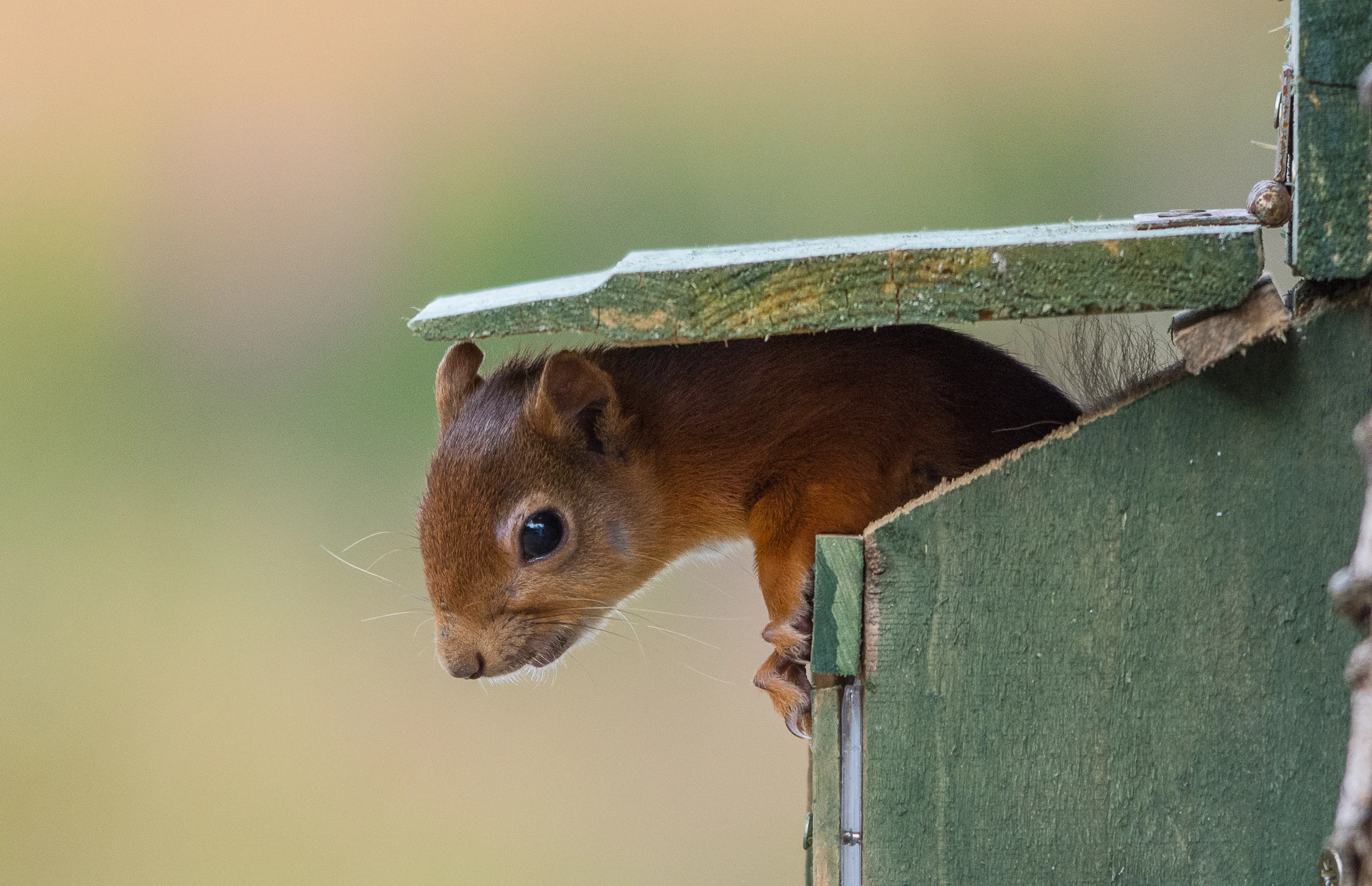 Squirrels