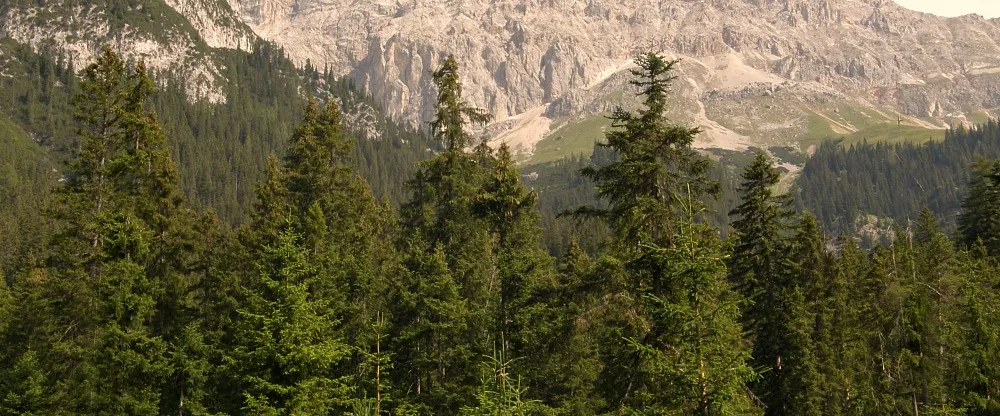 Trees of the World