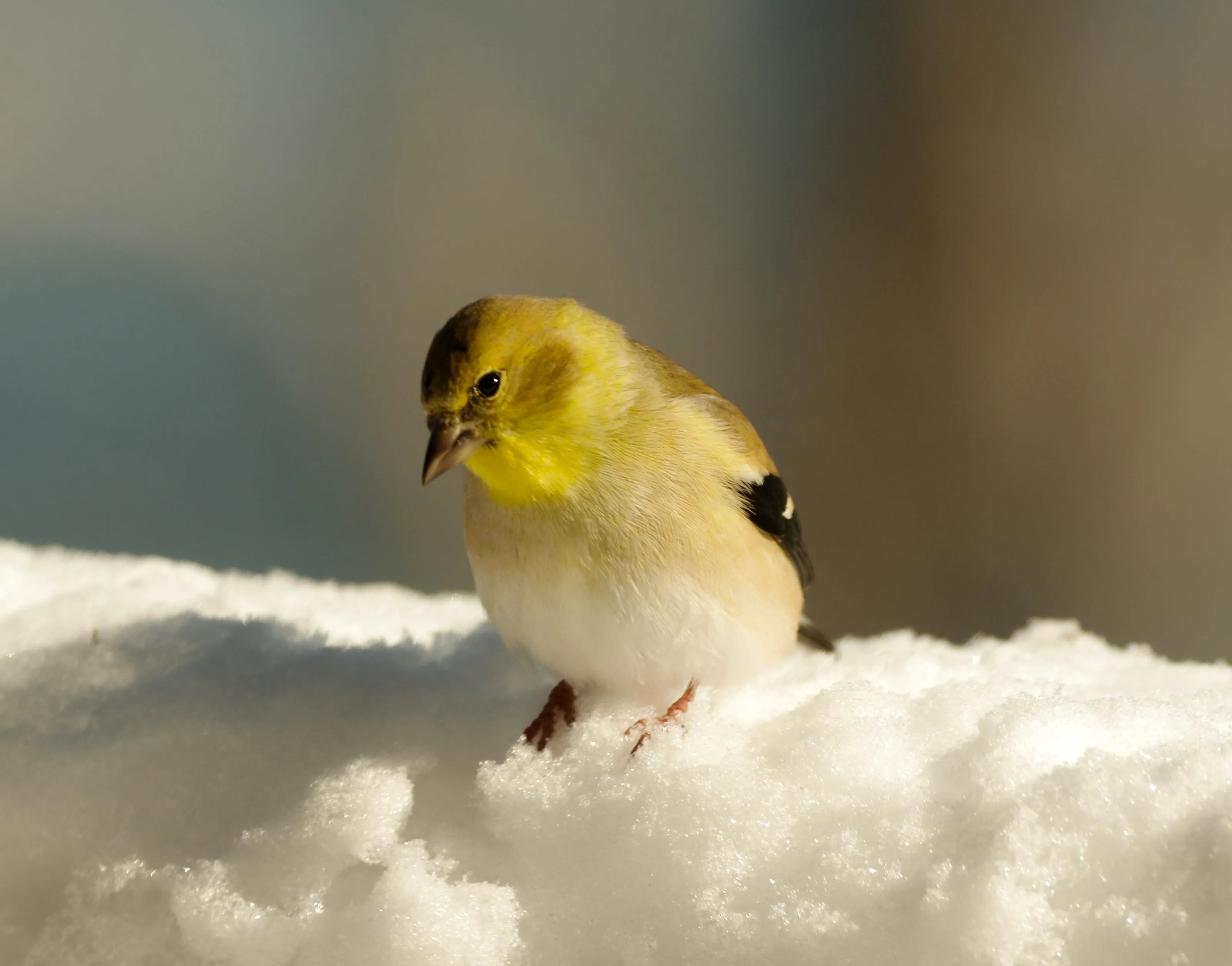 Birds in Winter