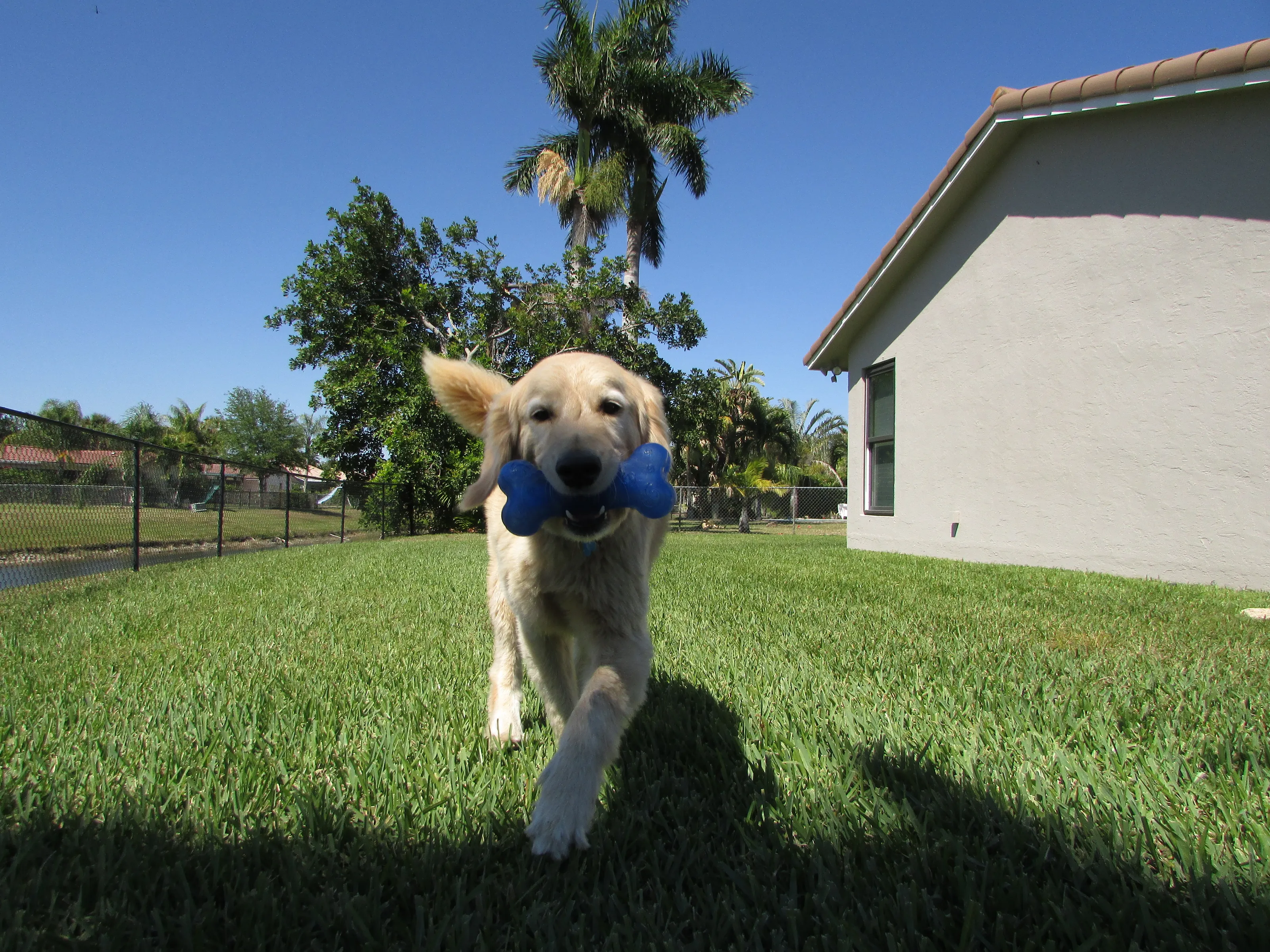 Pets - play time!