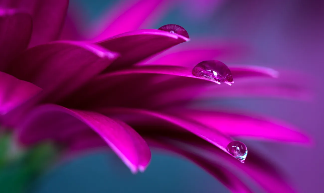 Macro plantlife