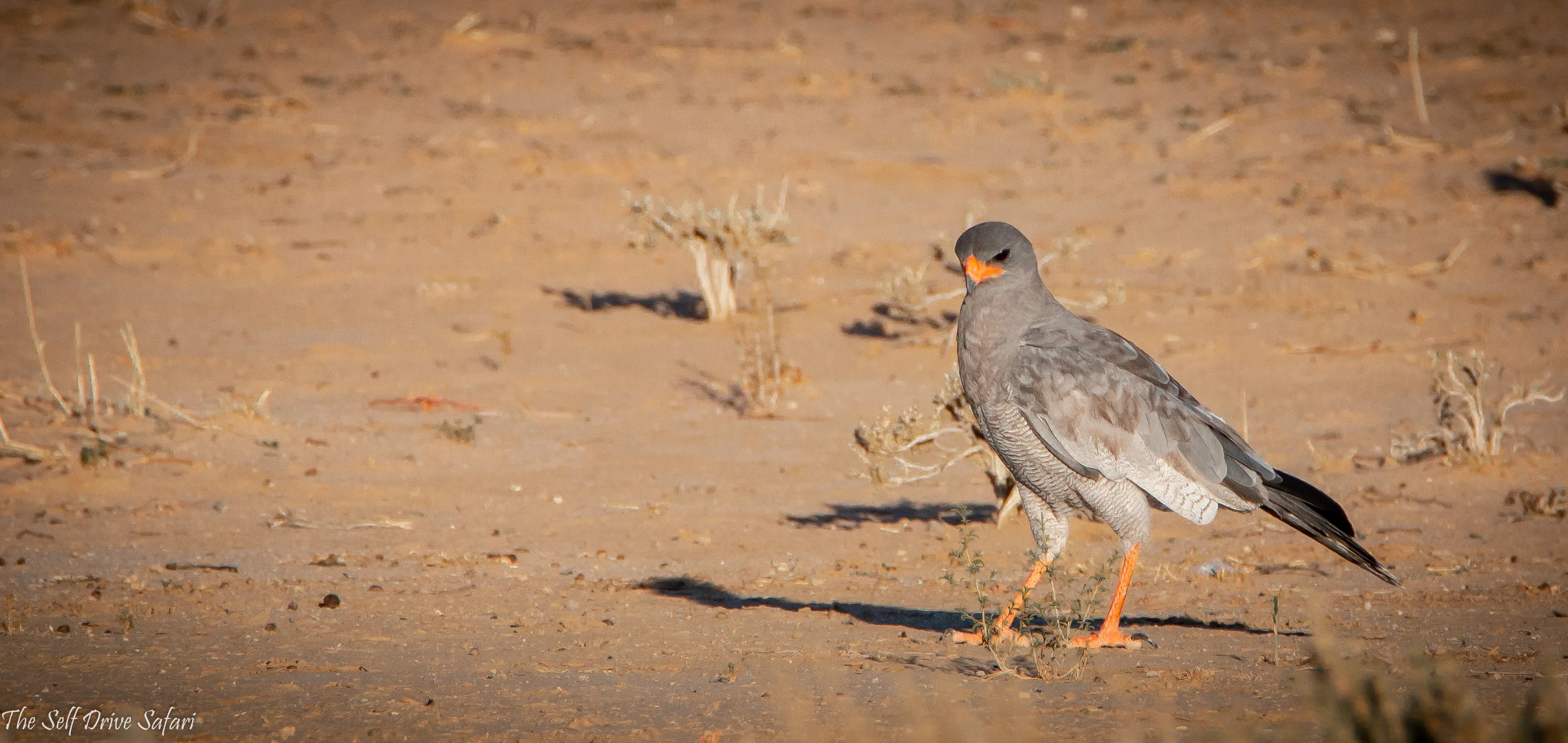 Birds in the Wild