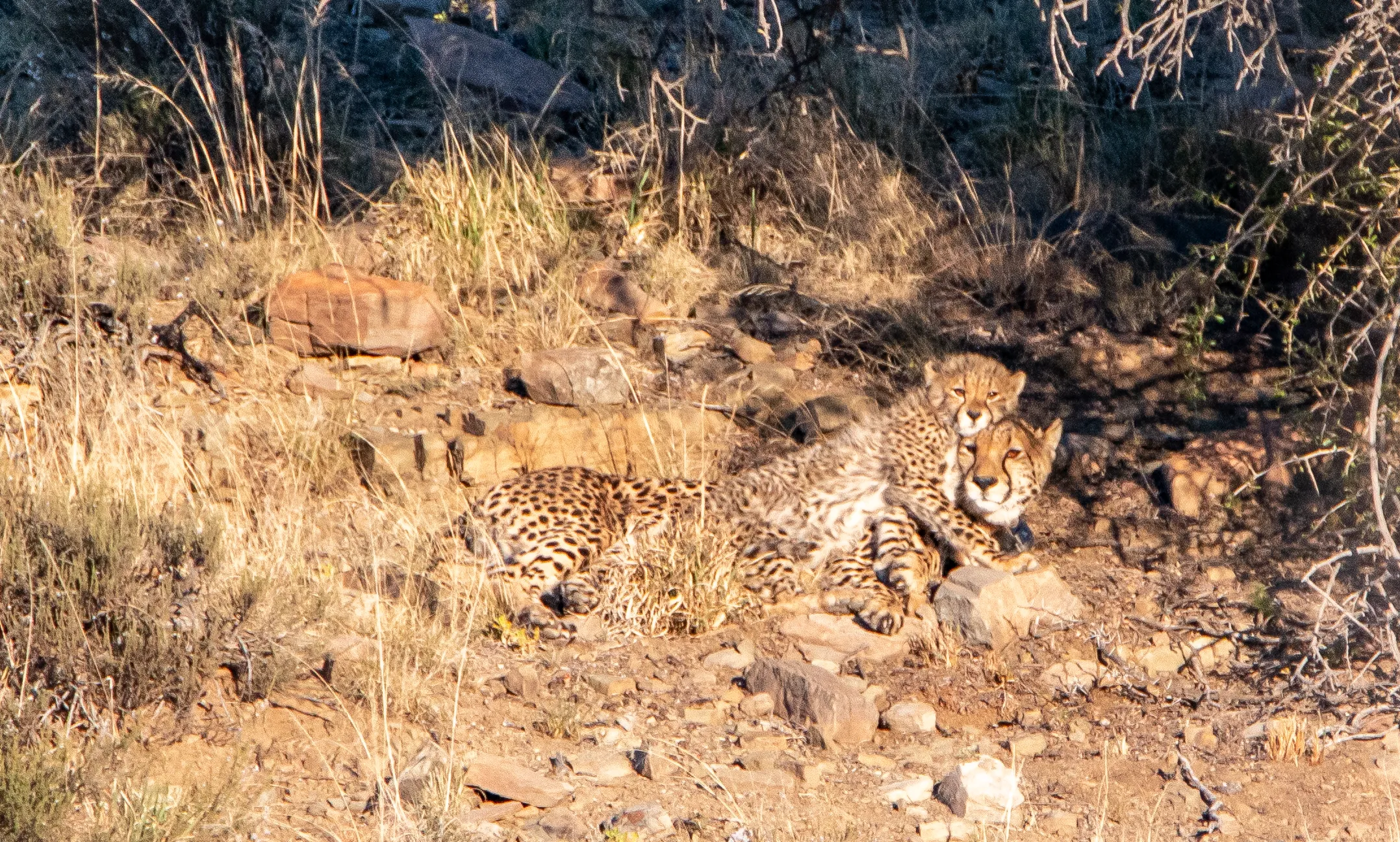 Big Cats in the Wild