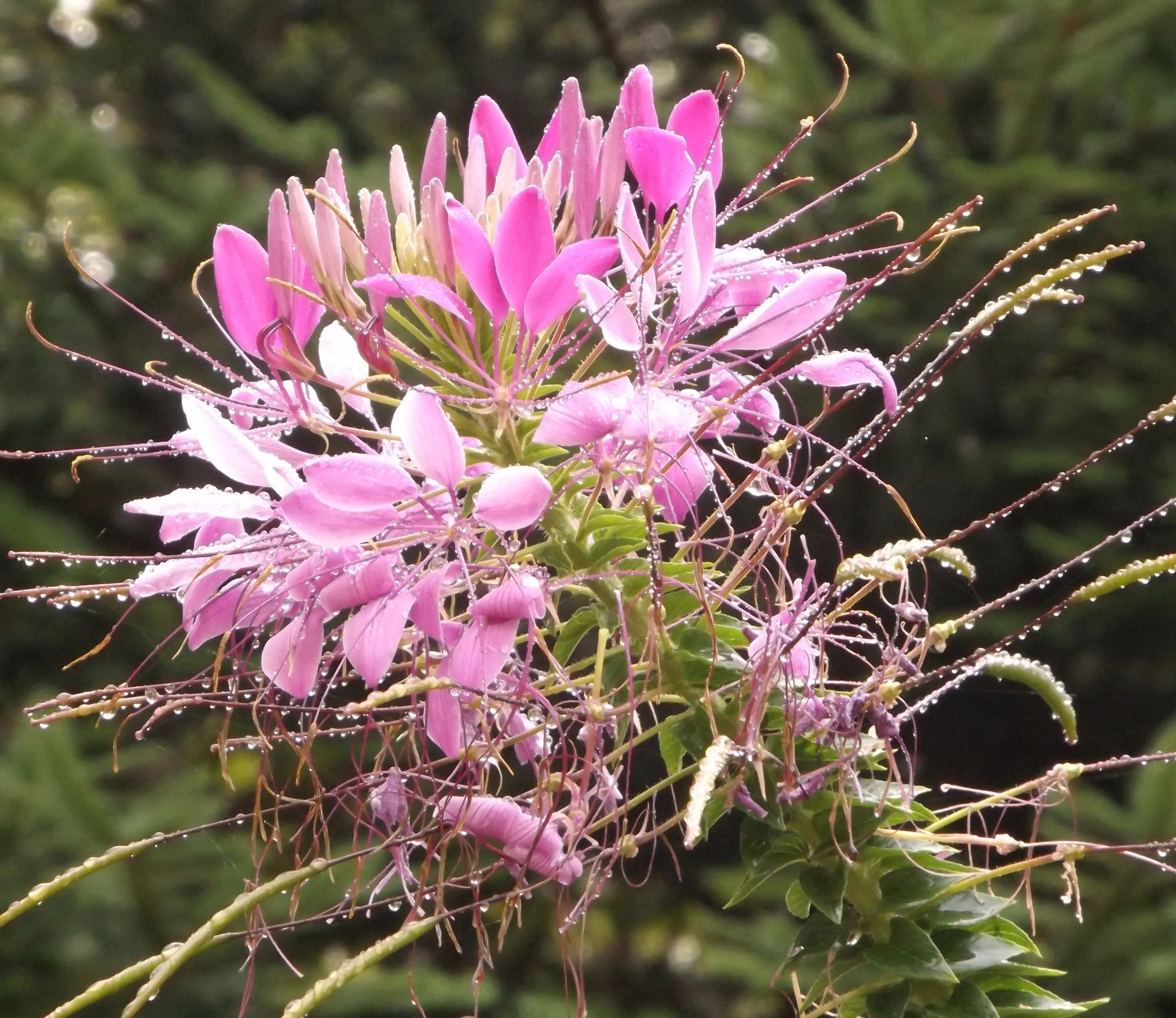 Water drops on plants and flowers