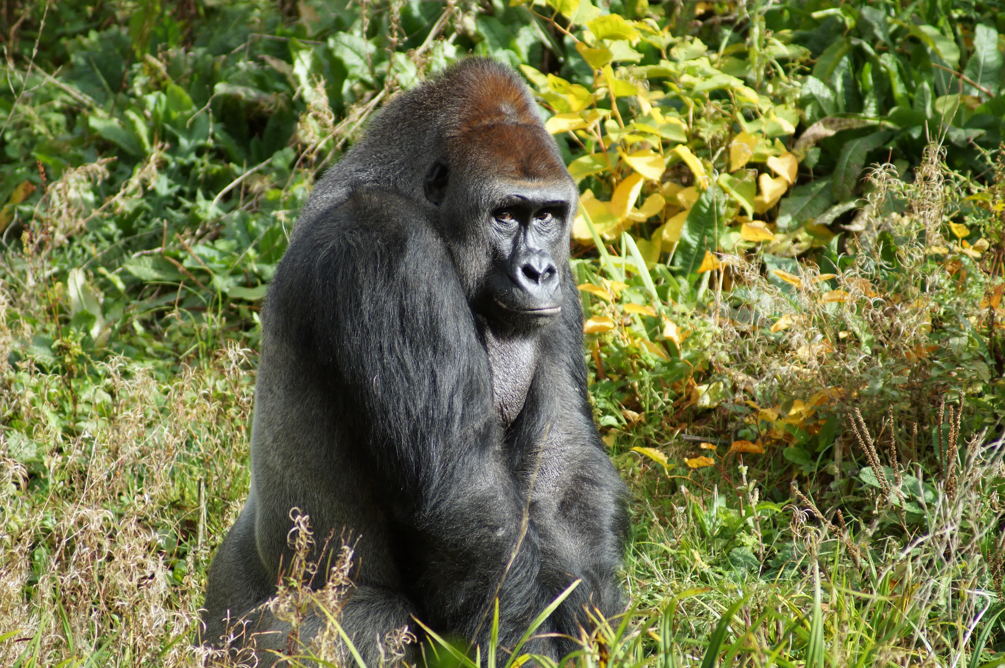 Gorillas