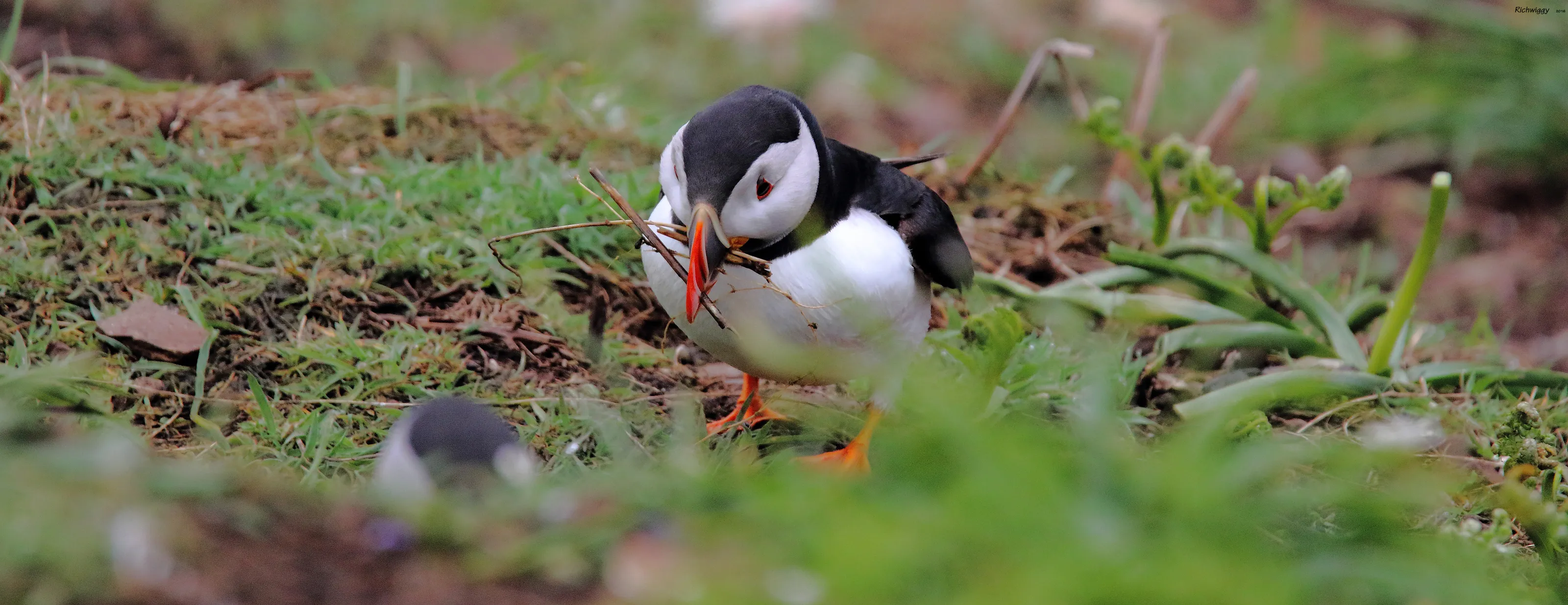 Nest Building