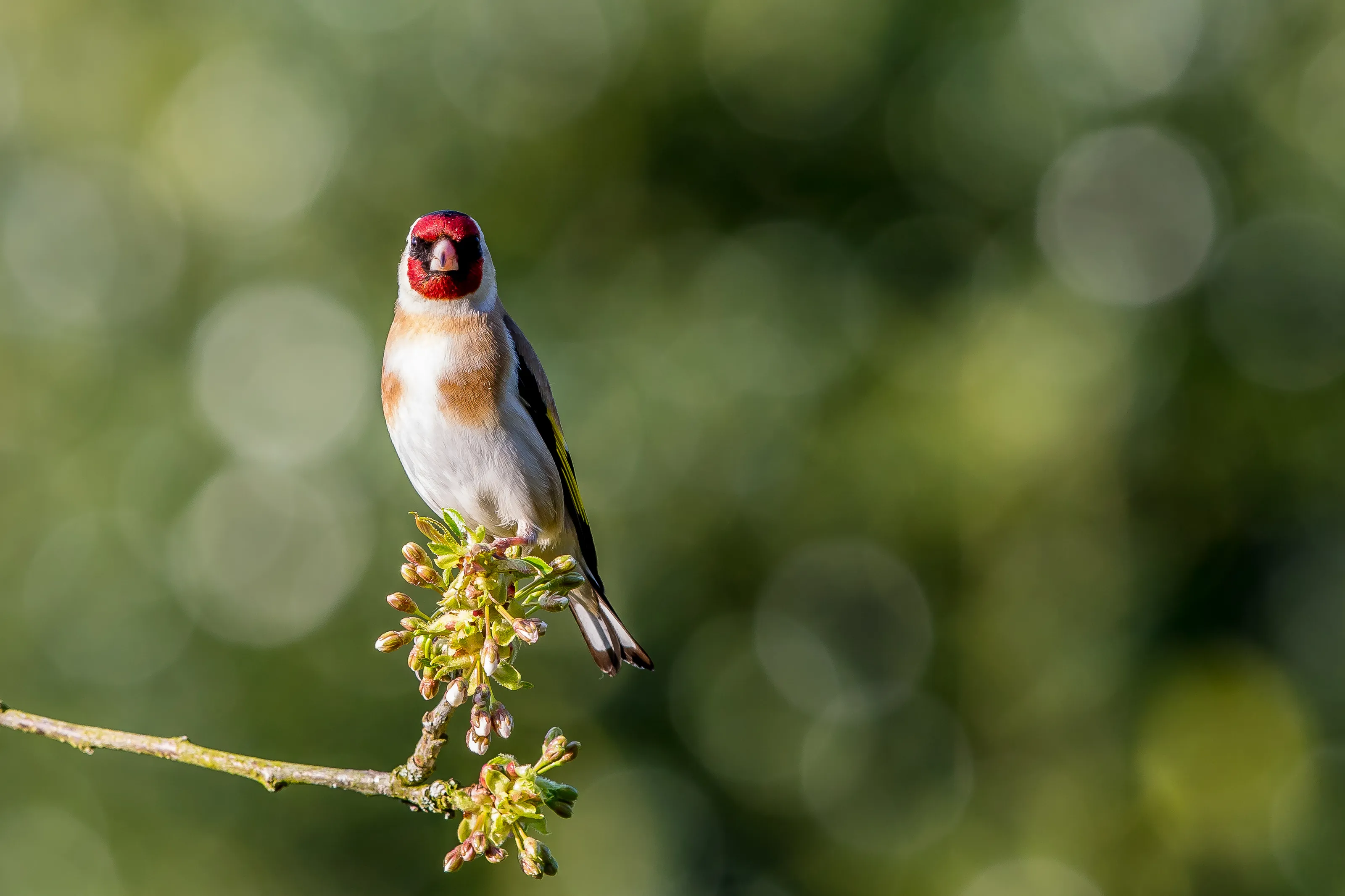Small Birds