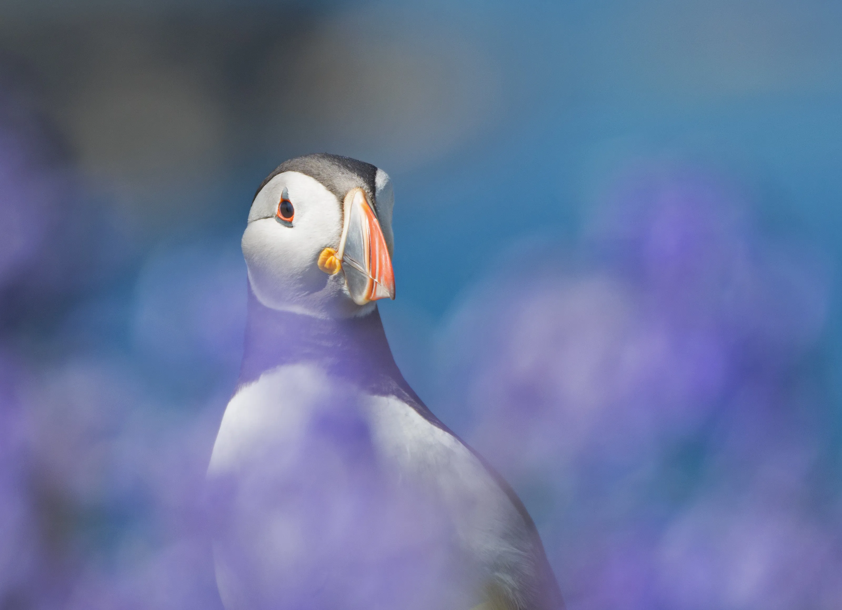 Puffins