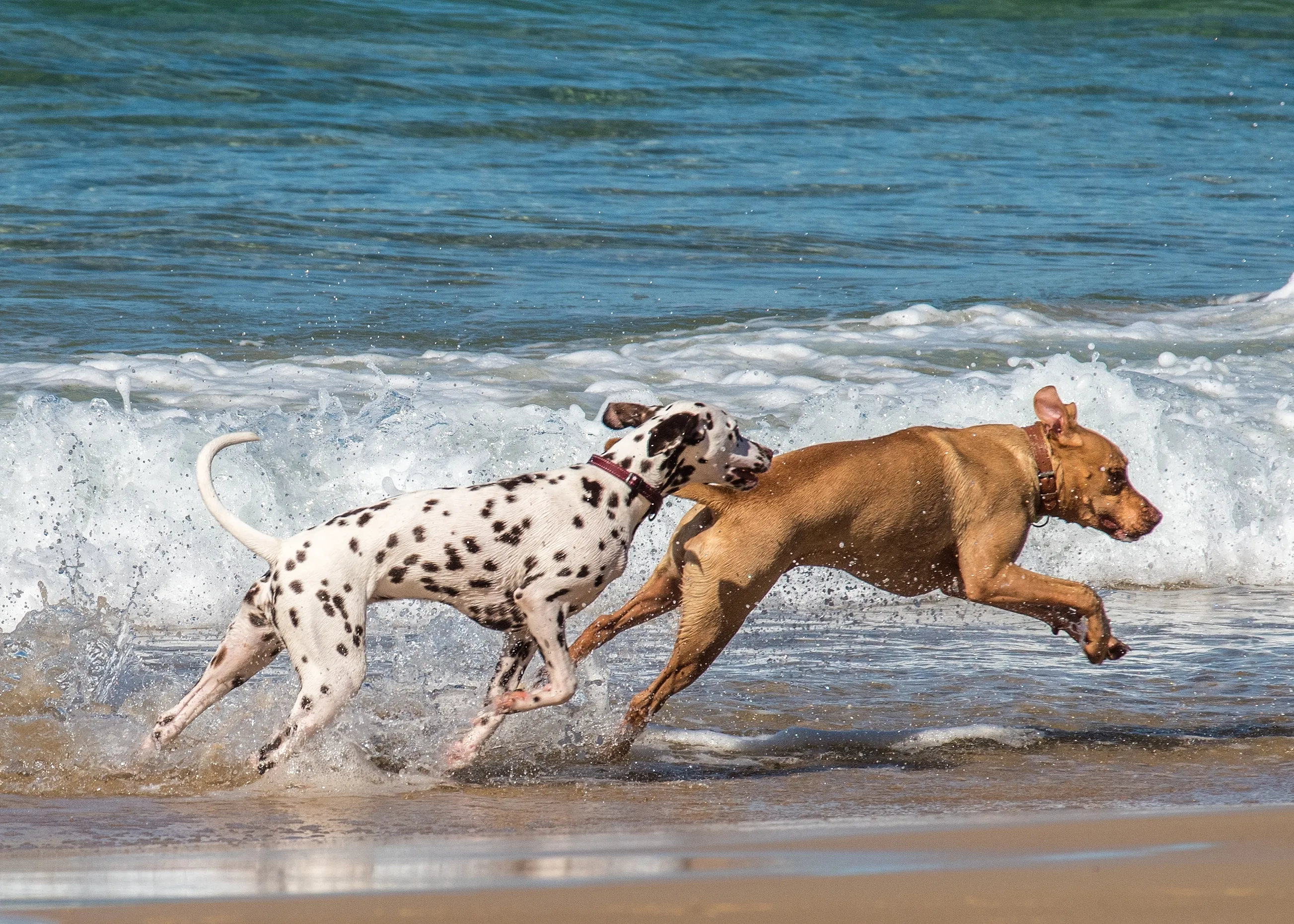 Dogs on the Beach