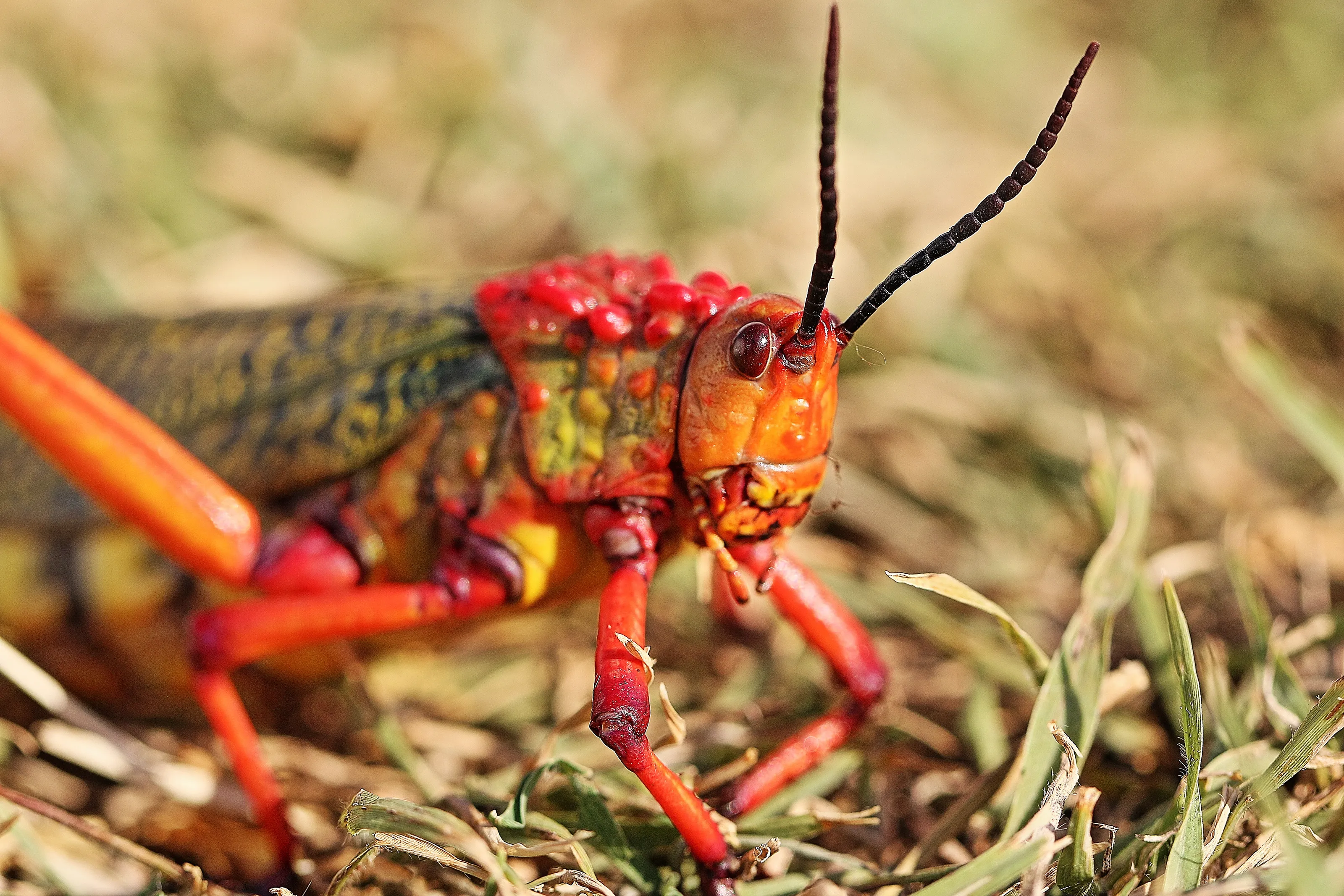 Grasshoppers and Locusts