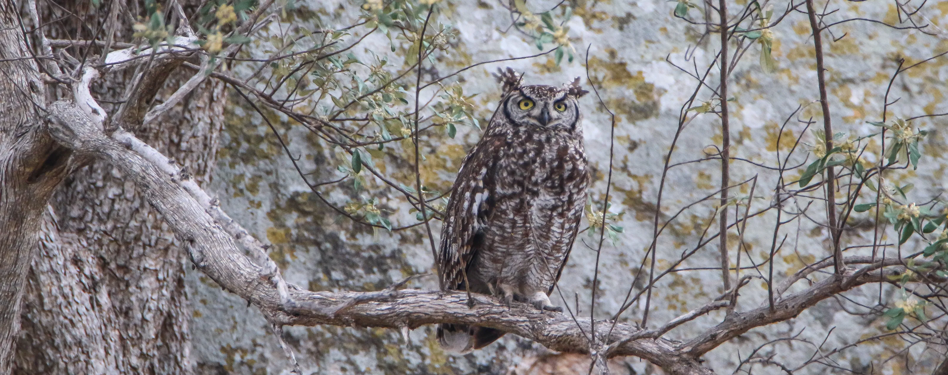 Birds of Prey in the Wild