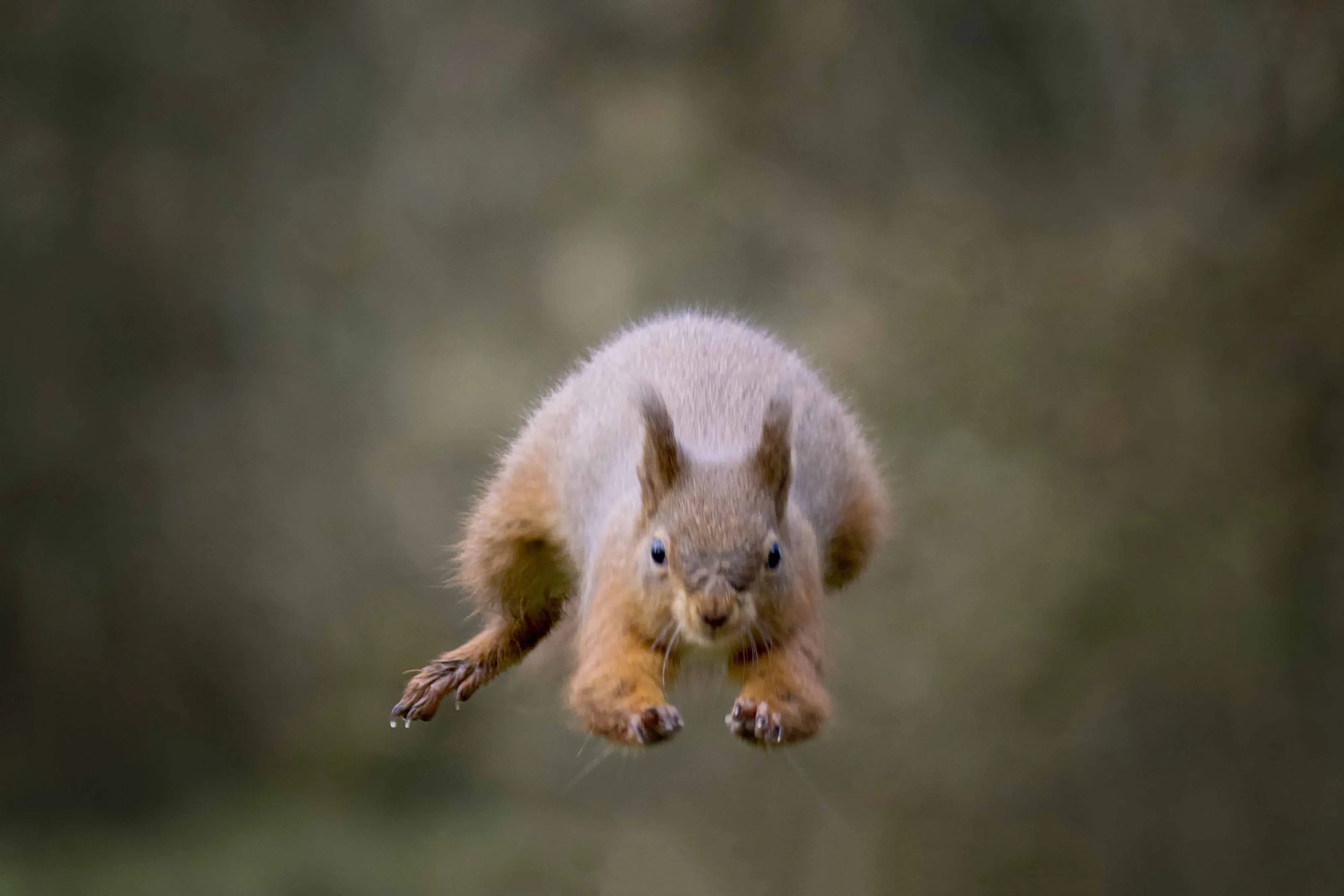 Squirrels in Action