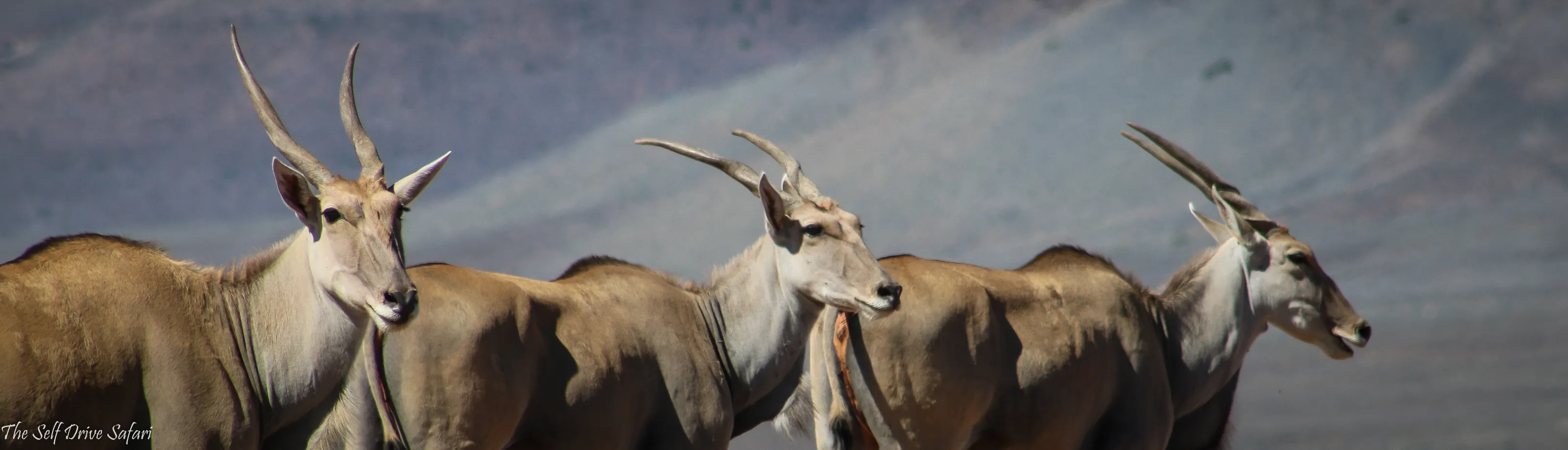 Antelope and Deer