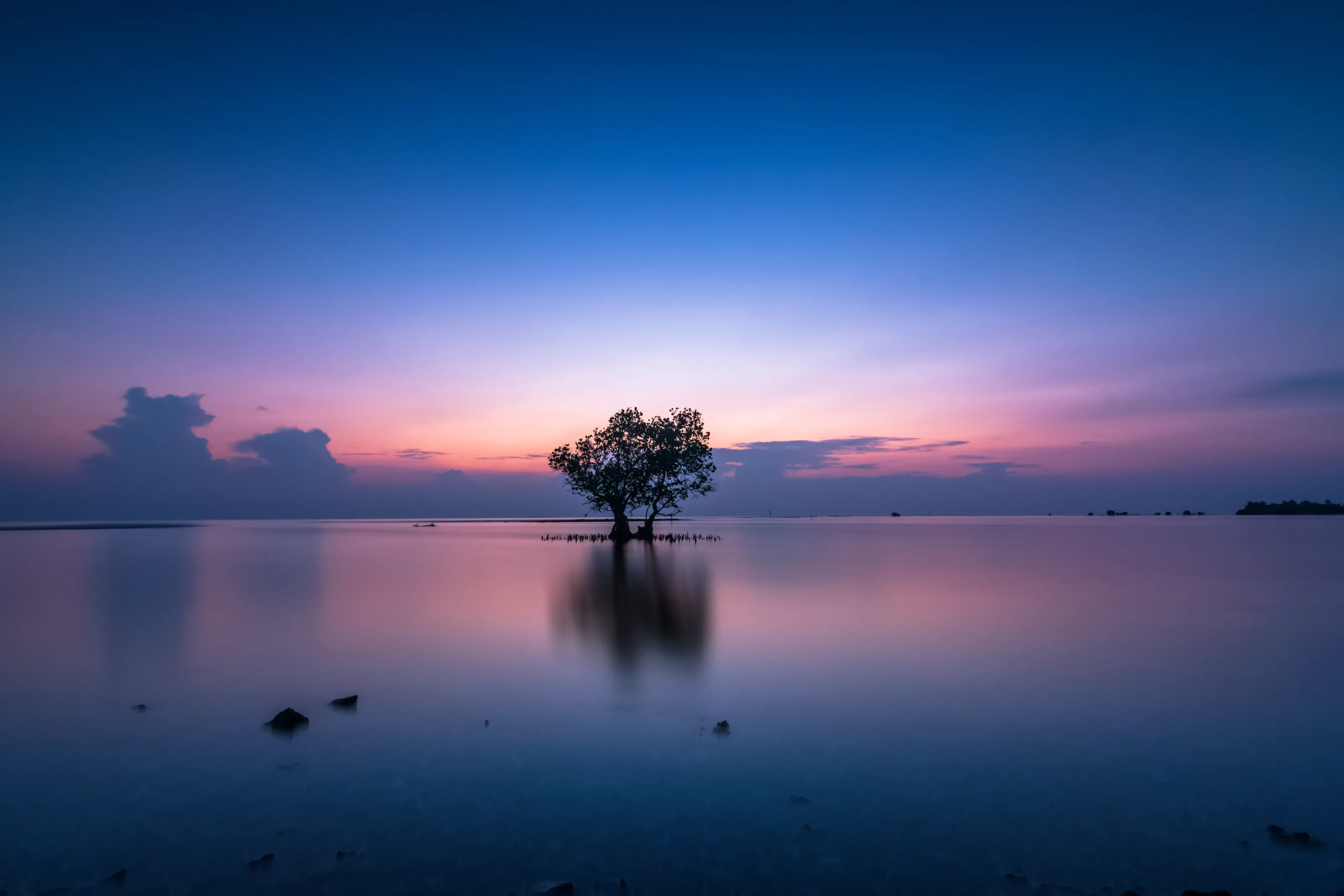 Trees in Water