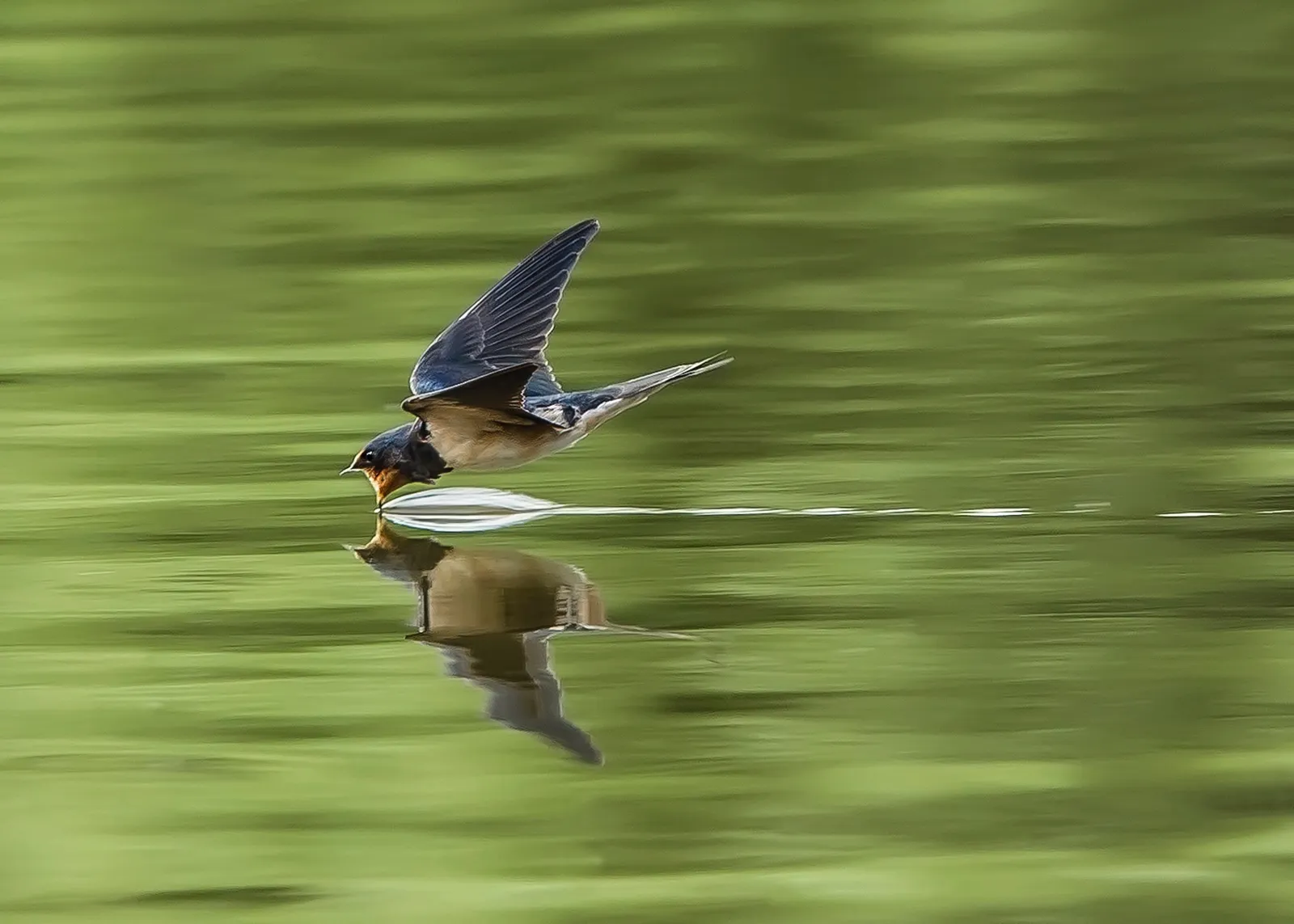 Birds in Flight (No Birds of Prey)