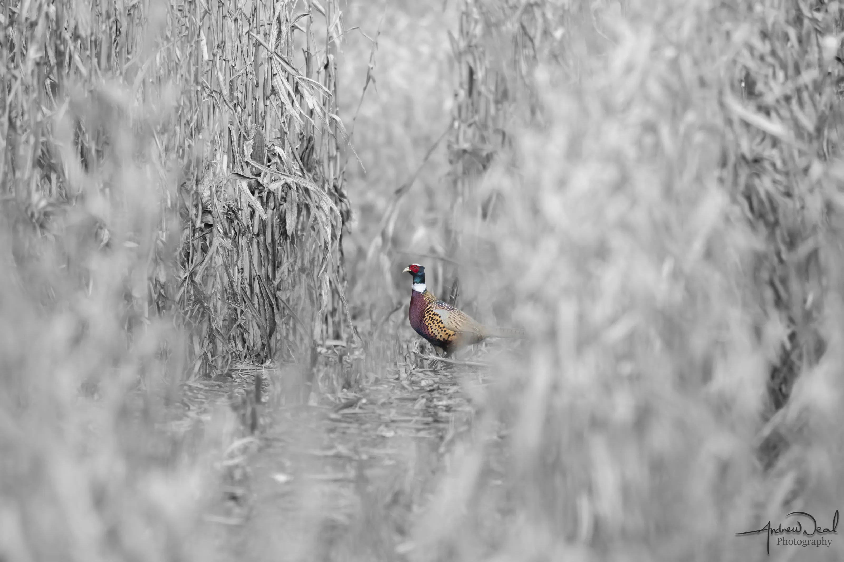 Selective Colour Birds