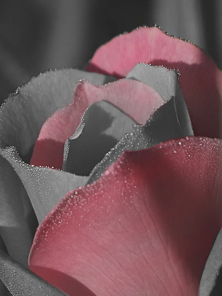 Selective Colour Pink
