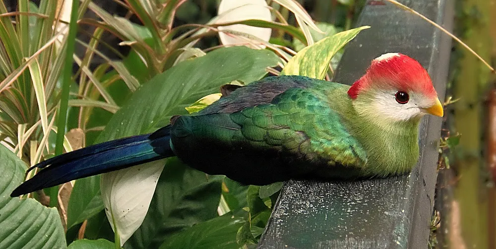 Colourful Birds