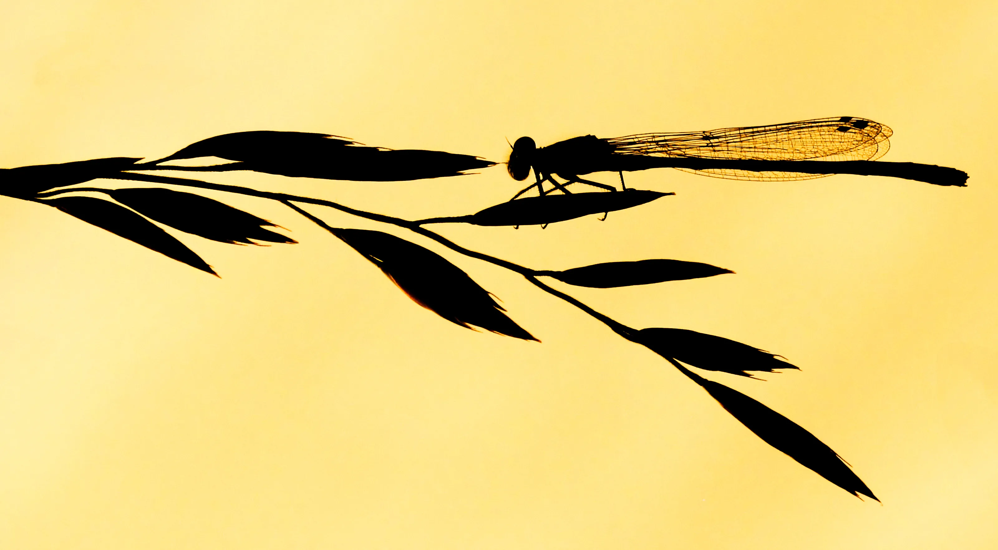 Close-up Silhouettes