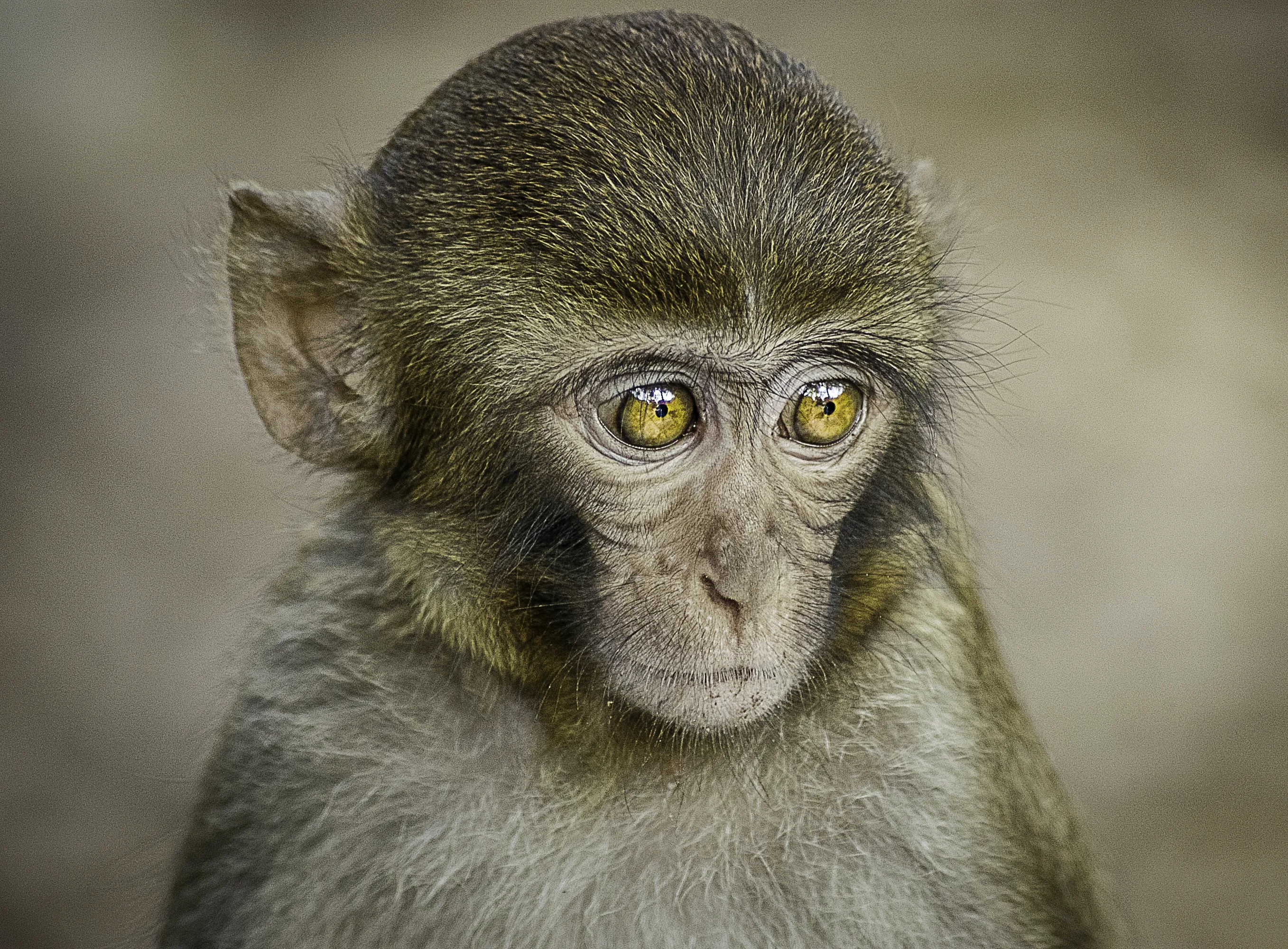 Monkey's Faces