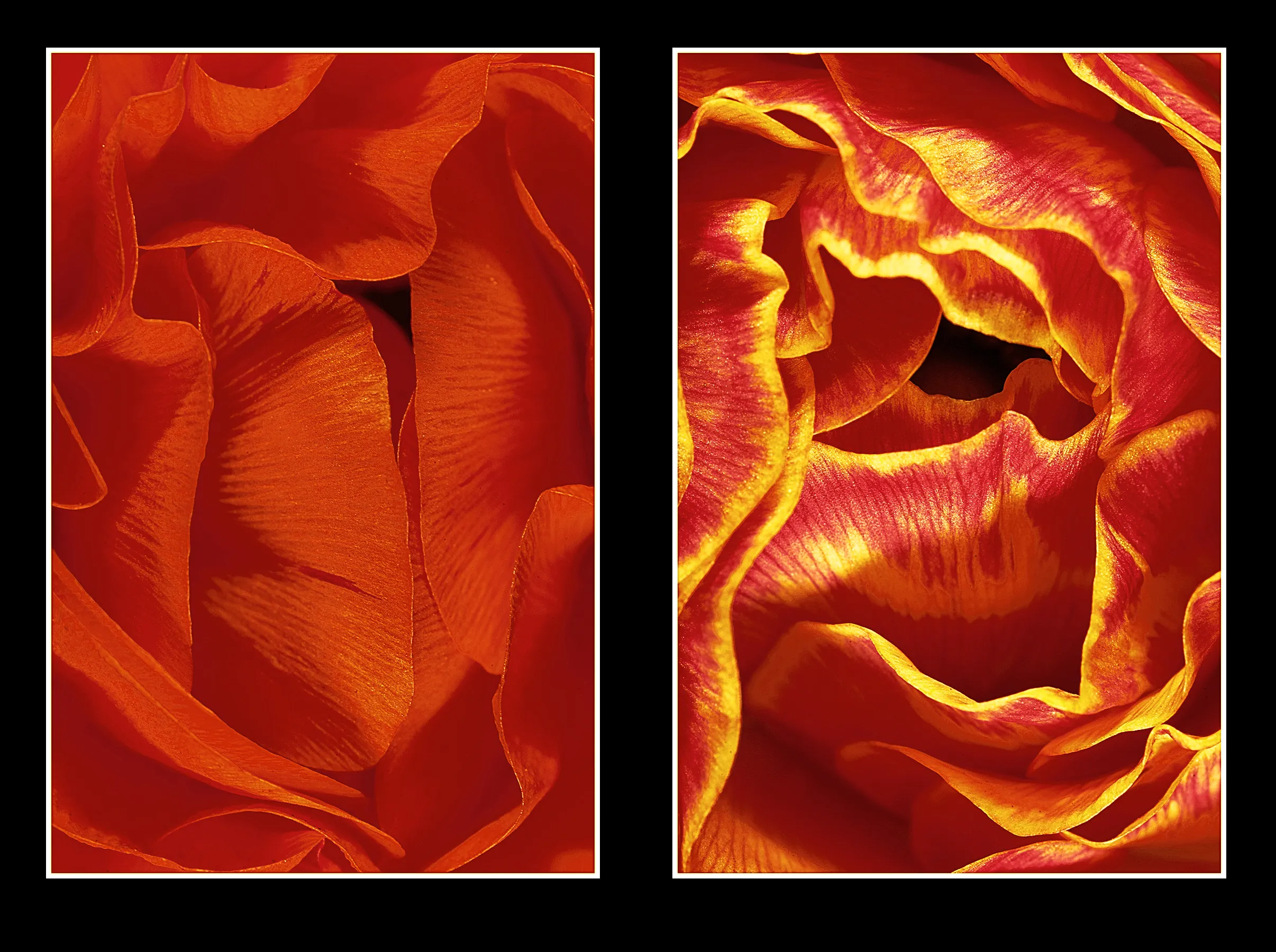 Flowers in Diptych