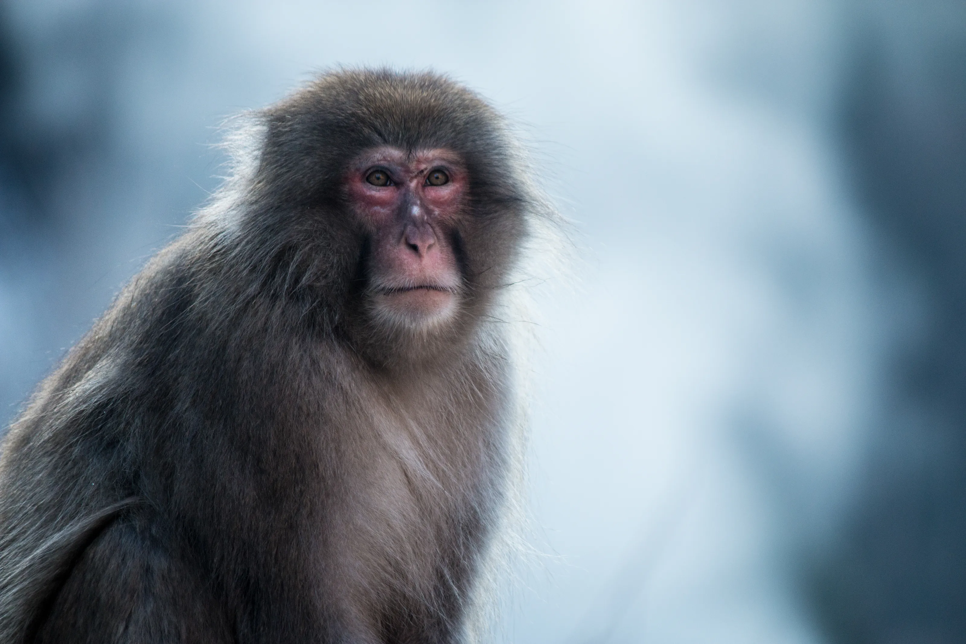 Snow Monkeys