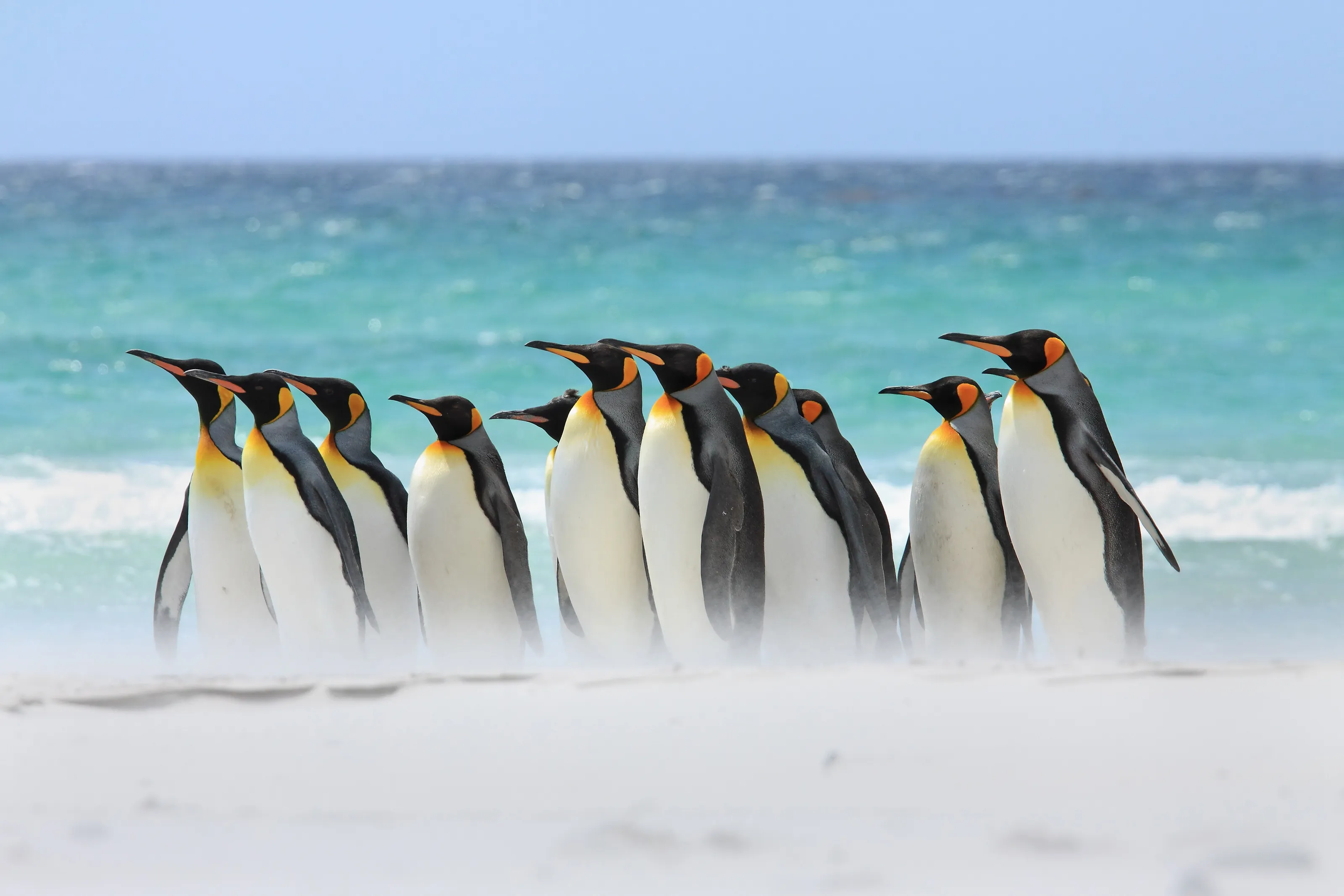 Penguins