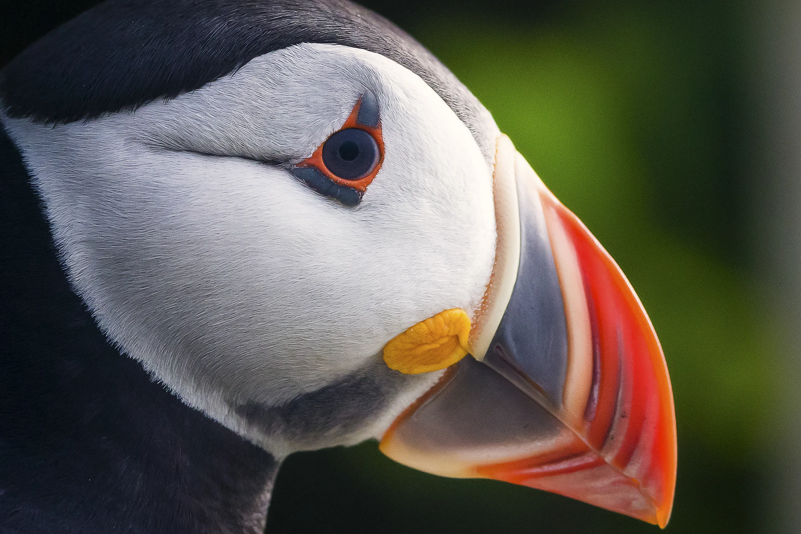 Atlantic Puffins