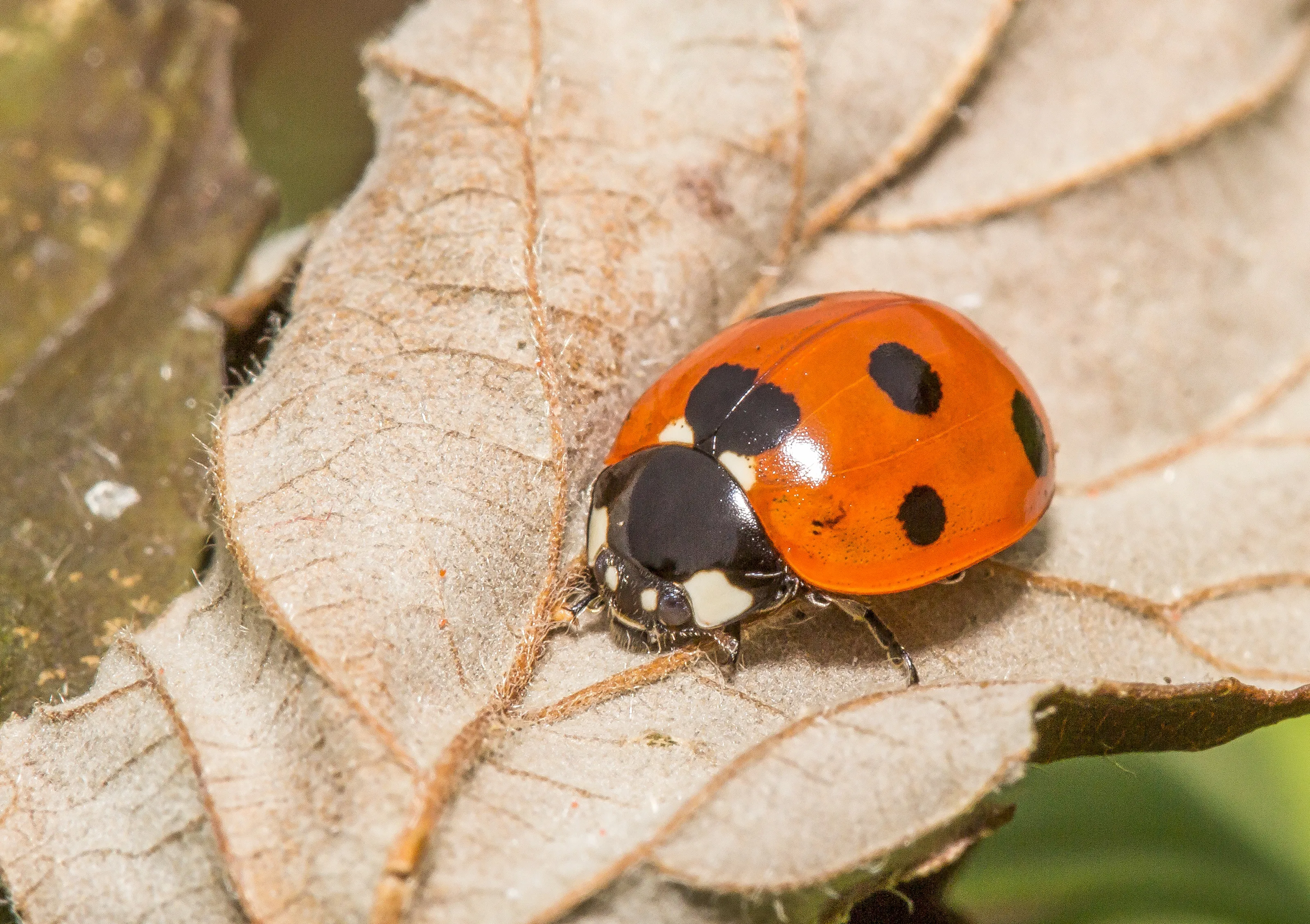 Ladybirds