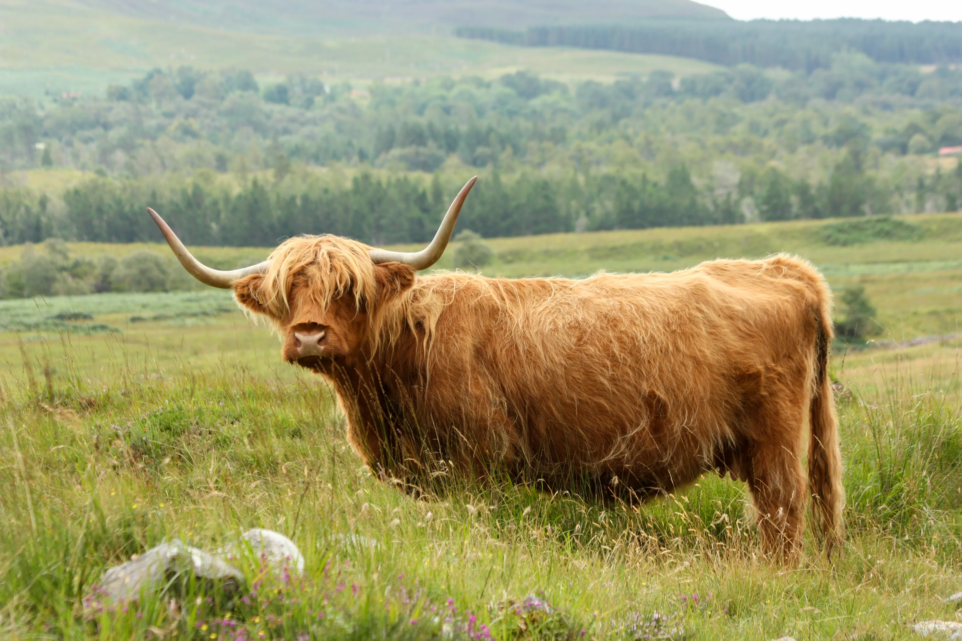 Highland Cattle