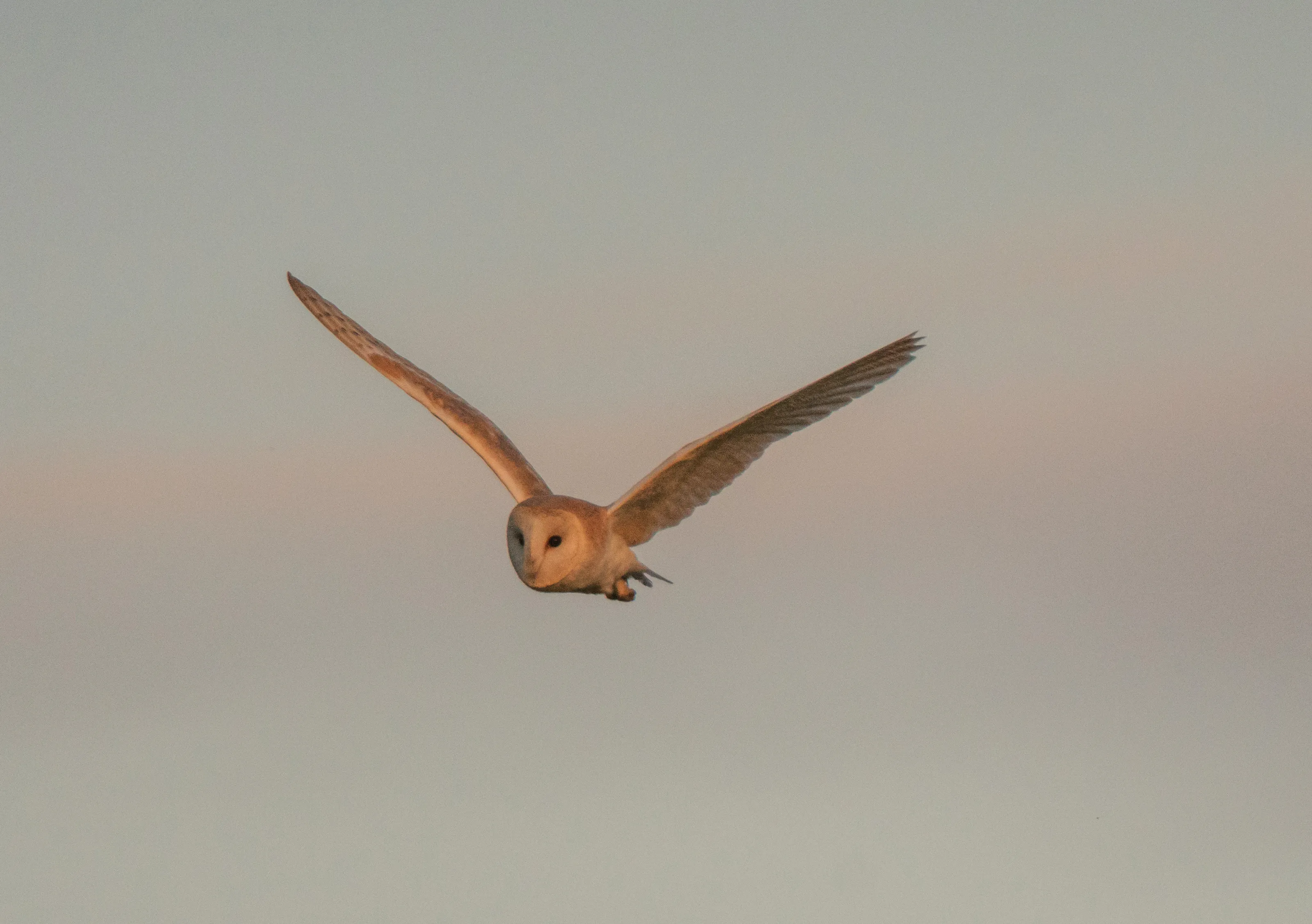 Wild Owls