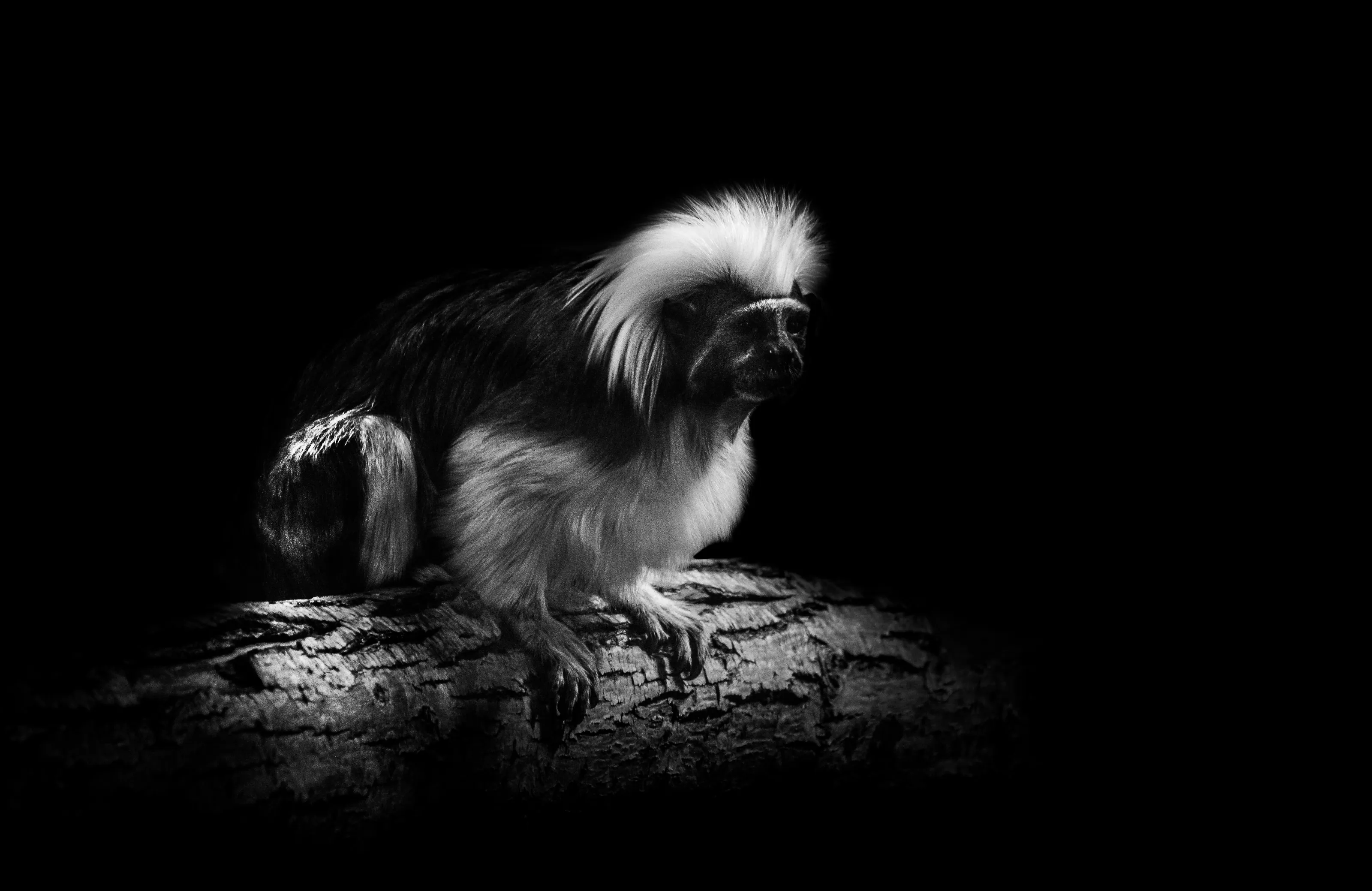 Wildlife in black and white