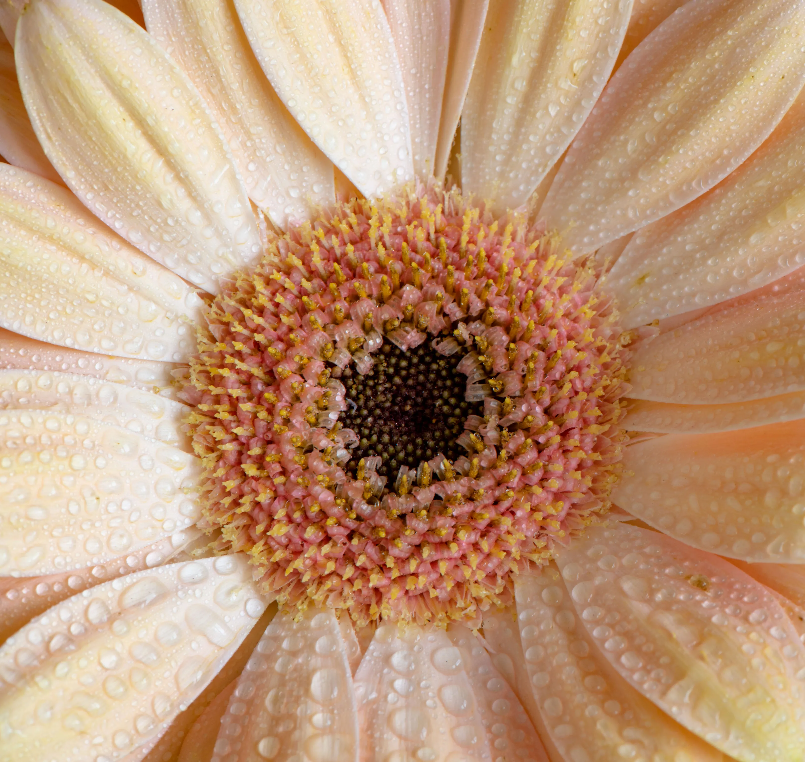 The Colour Peach